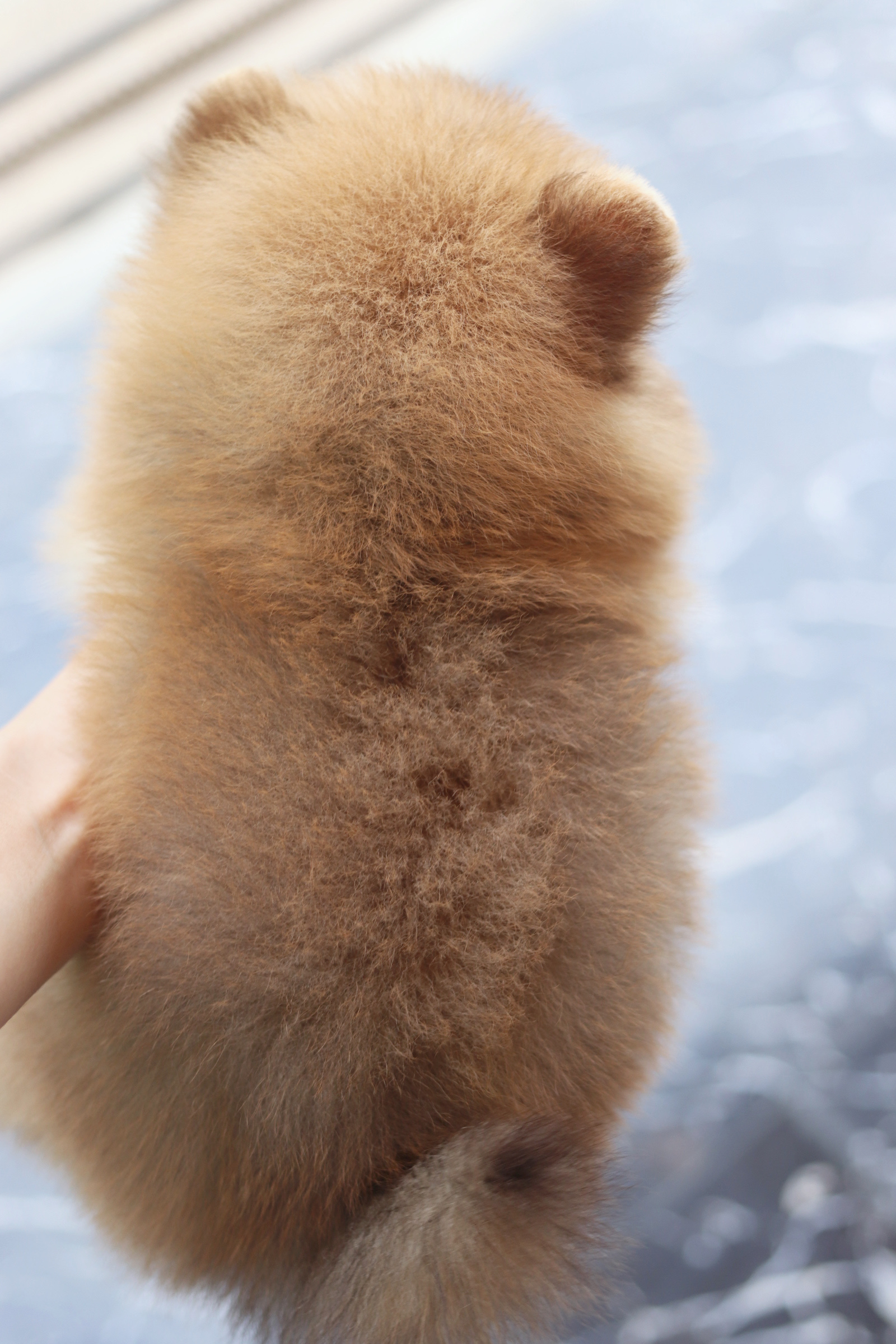 ปอมเมอเรเนียน เพศผู้ สีส้ม