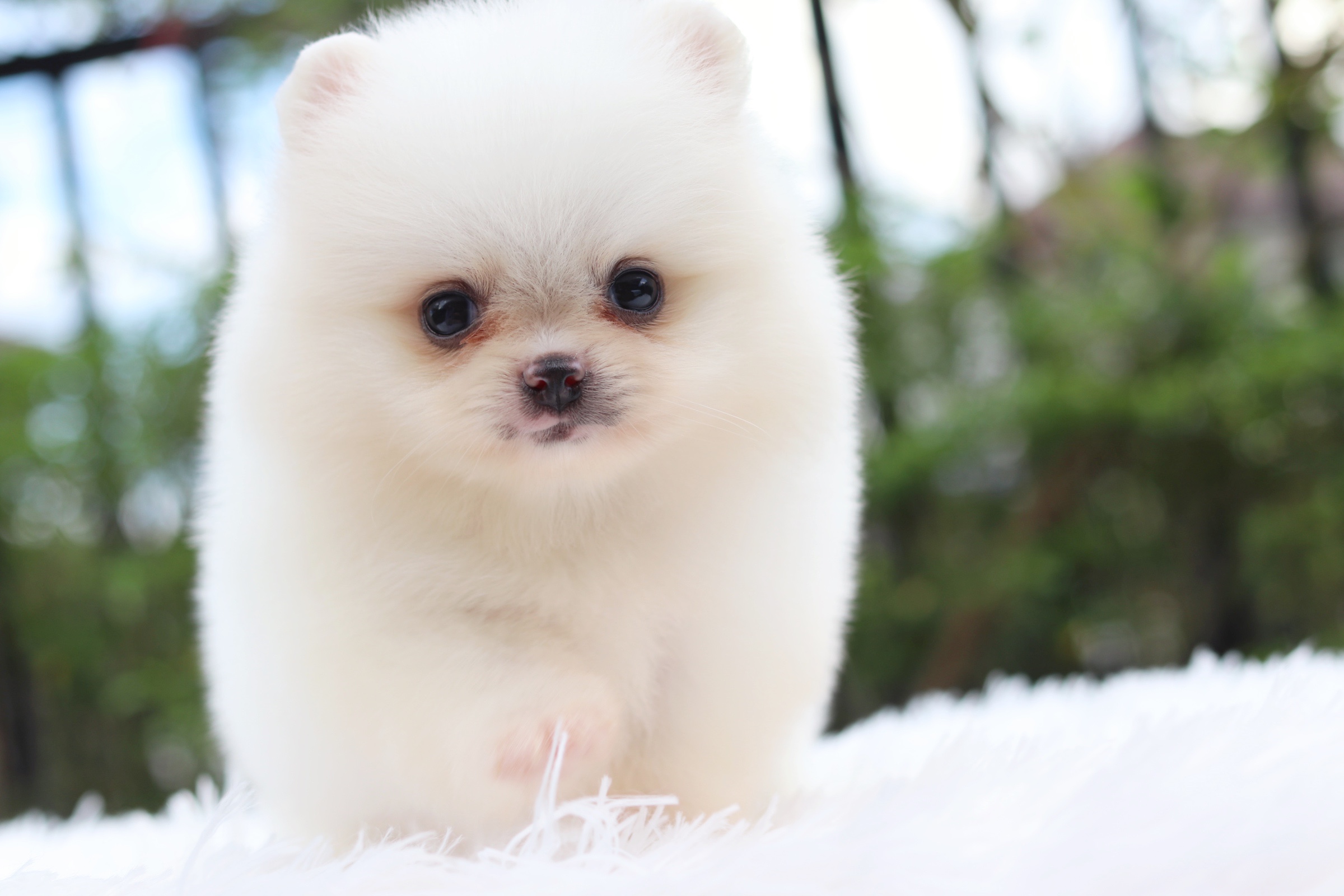 ปอมเมอเรเนียน เพศผู้ ขาวครีม ไซส์เล็ก เตี้ยสั้น