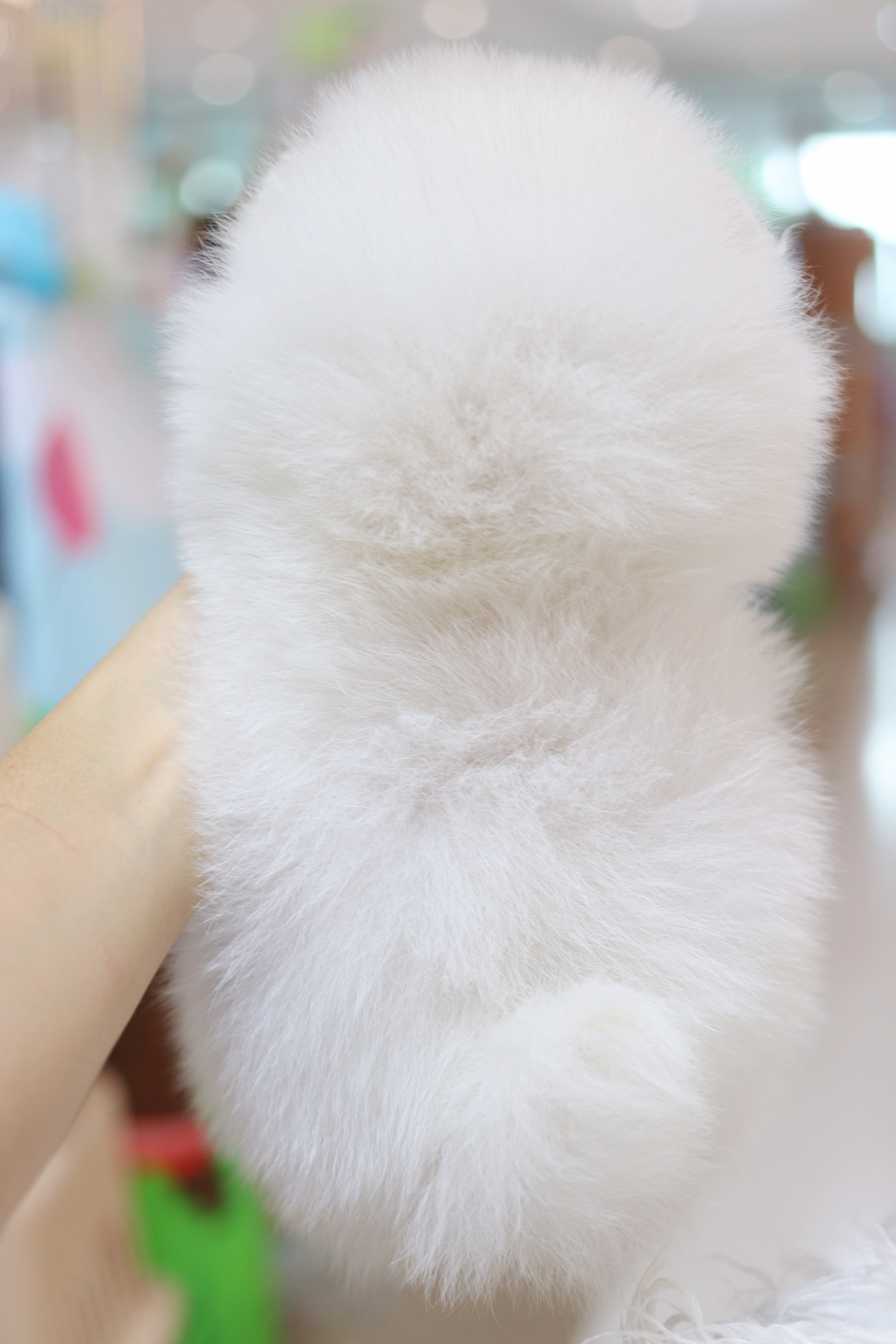 ปอมเมอเรเนียน เพศเมียสีขาวครีม เกรดโชว์