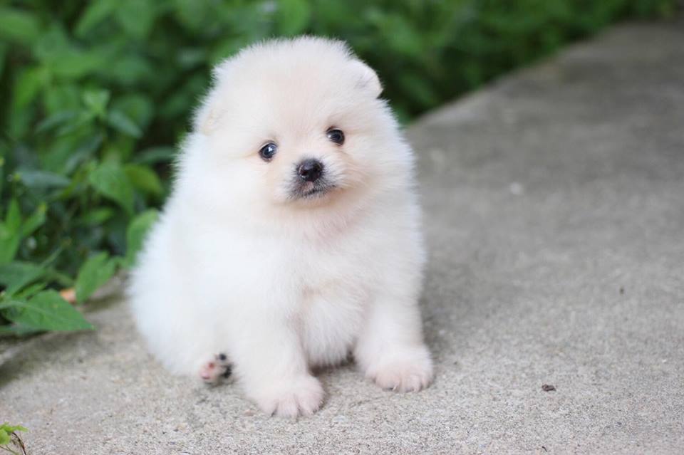 ปอมเมอเรเนียน เพศผู้