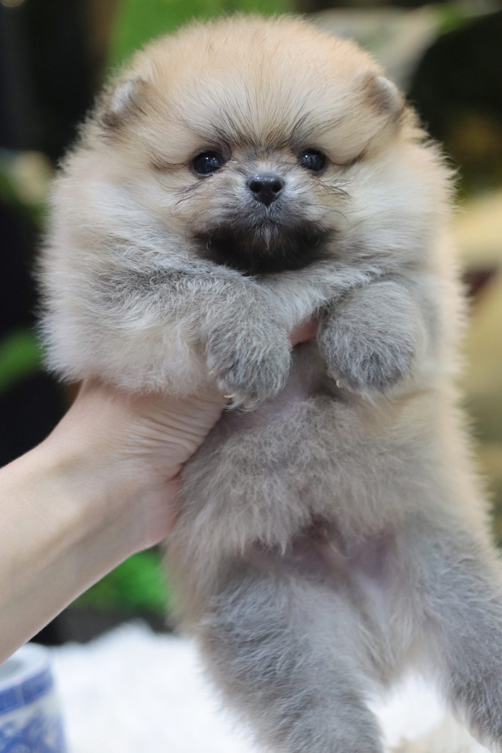 ปอมเมอเรเนียน เพศผู้สีส้ม