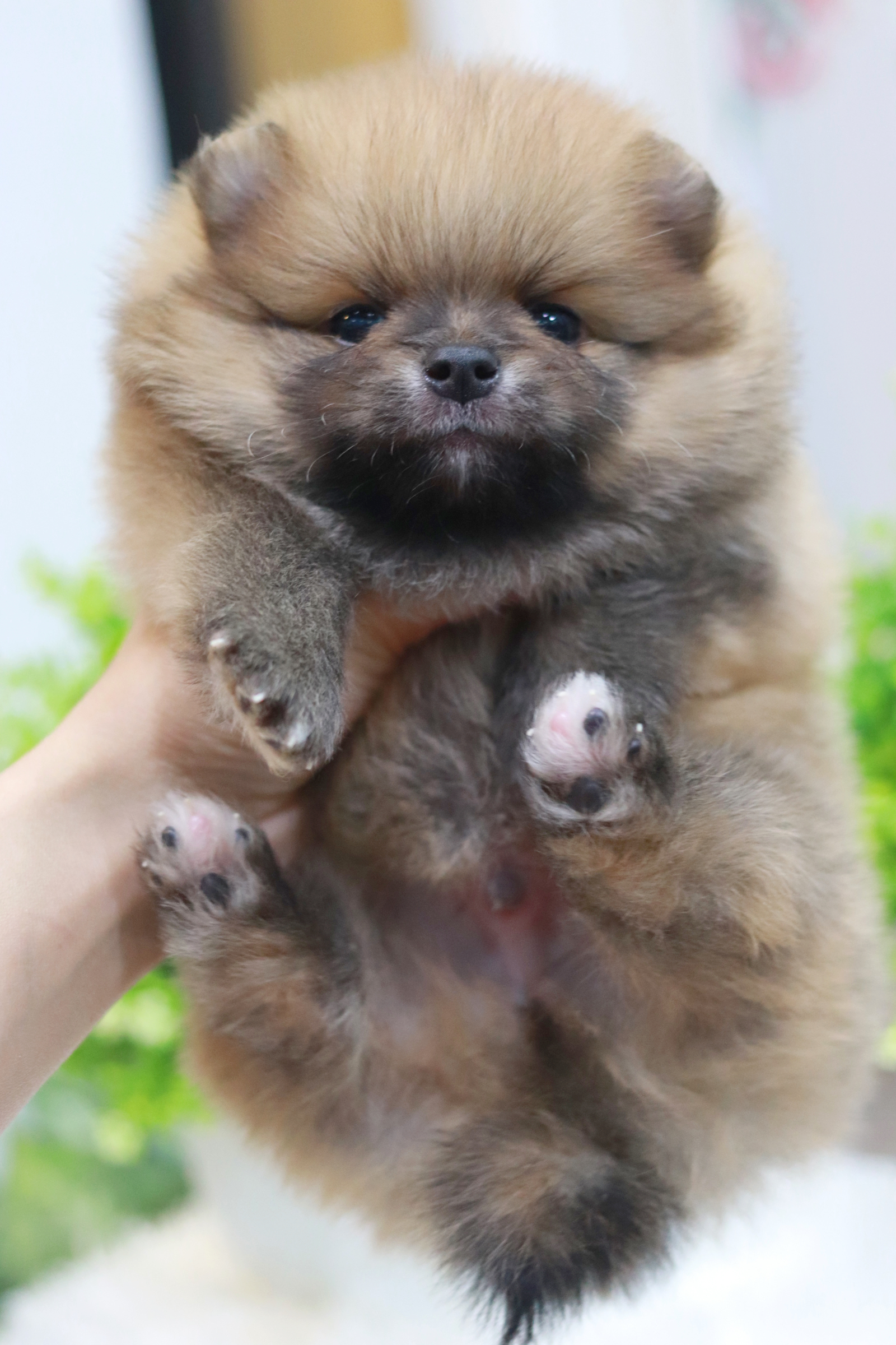 ปอมเมอเรเนียน เพศผู้