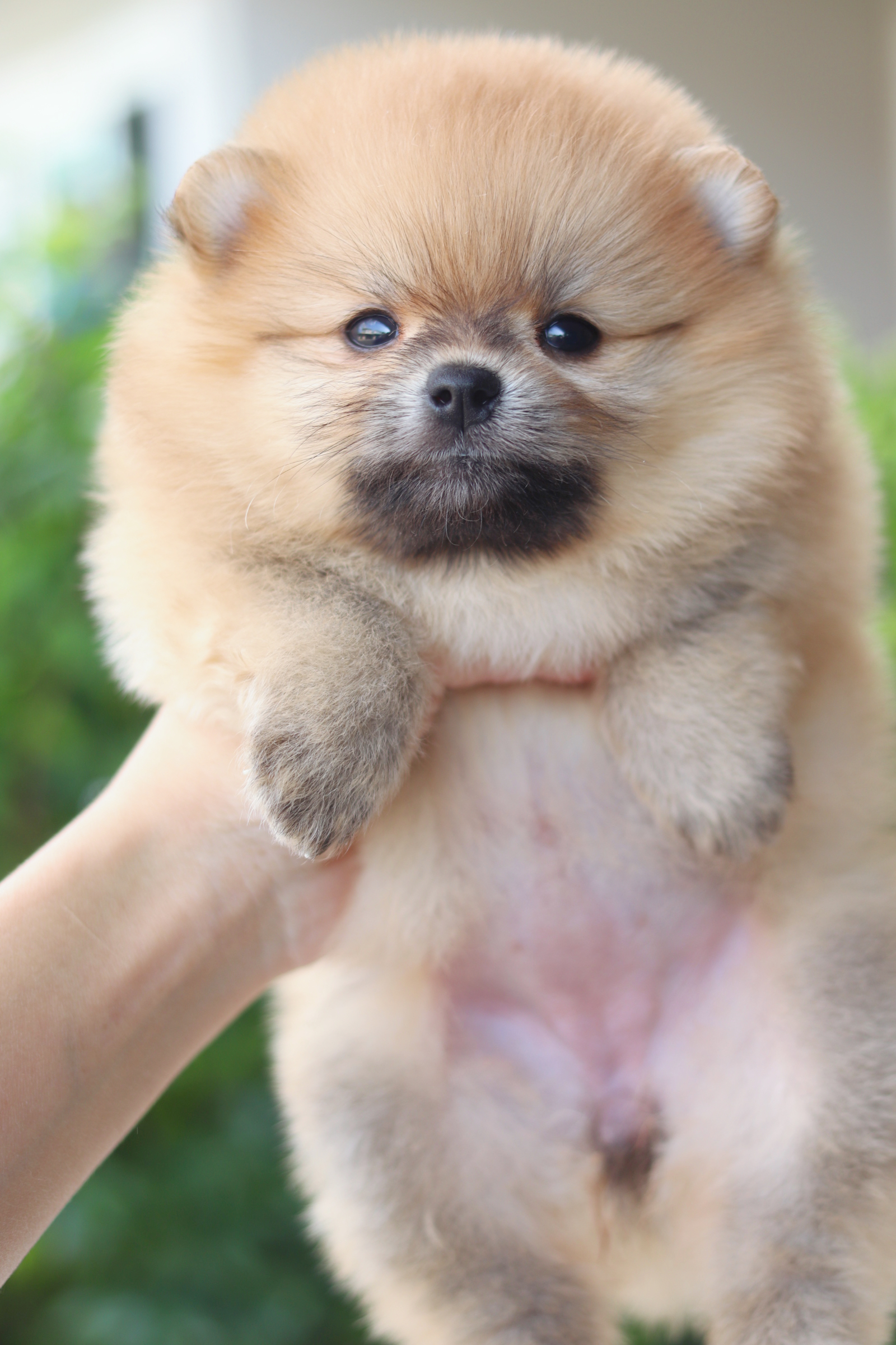 ปอมเมอเรเนียน เพศเมียสีส้ม