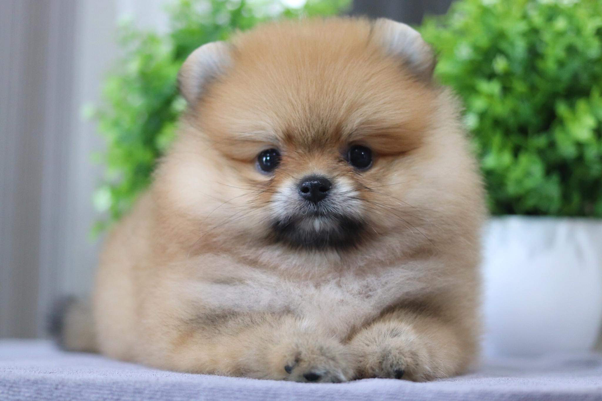 ปอมเมอเรเนียน เพศผู้