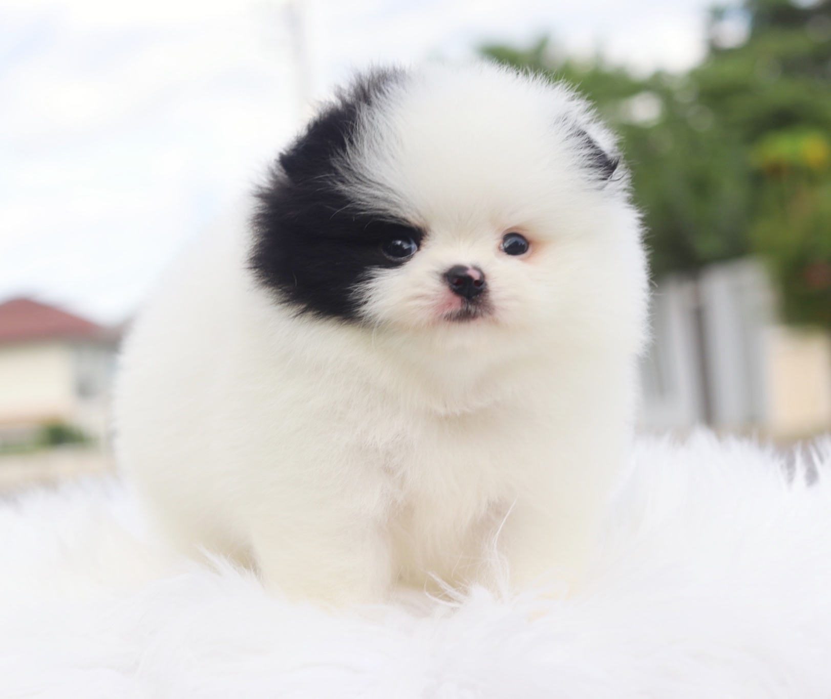 ปอมเมอเรเนียน เพศผู้สีแฟนซีเกรดโชว์