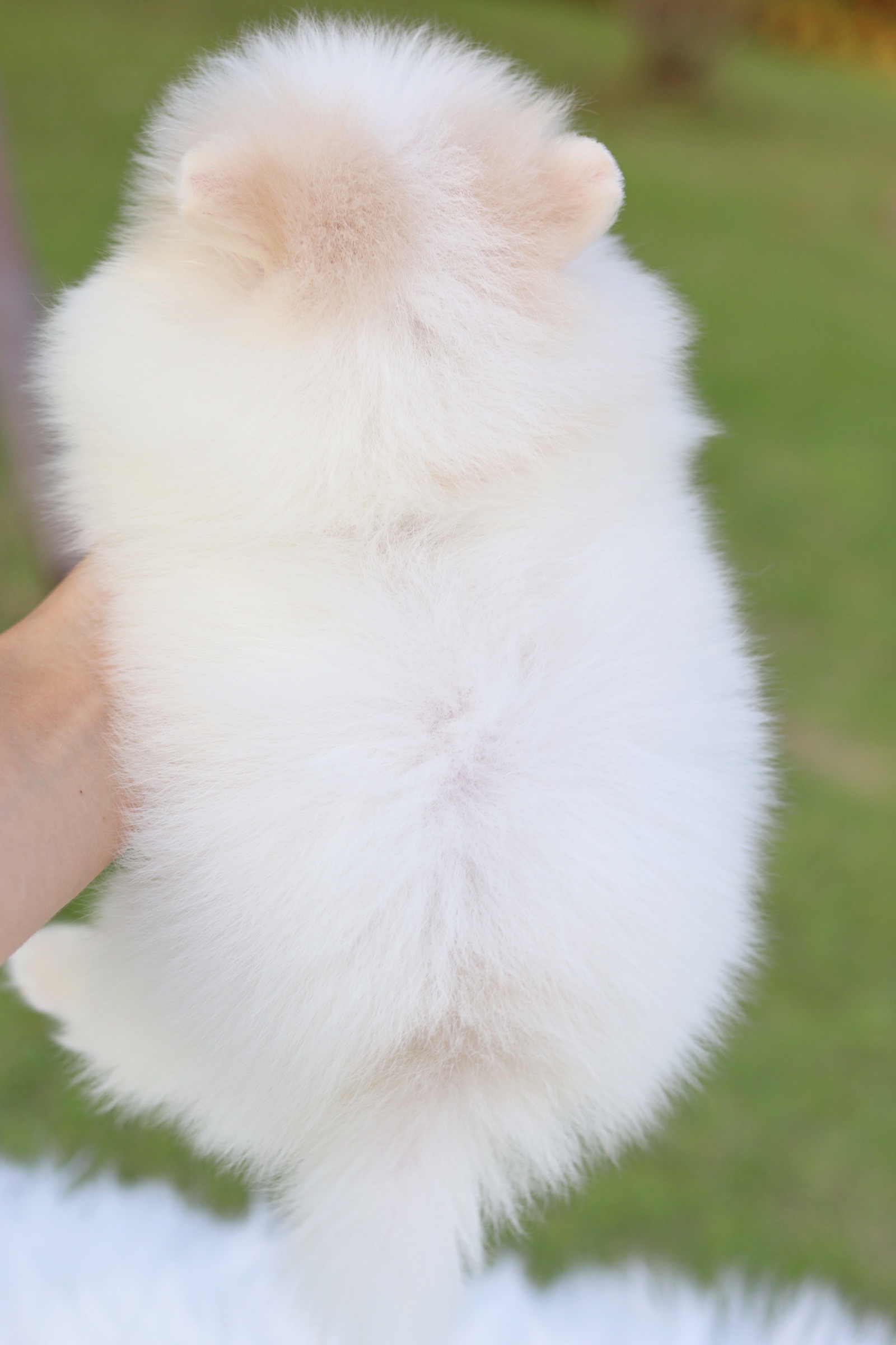 ปอมเมอเรเนียน เพศเมียสีขาวครีม