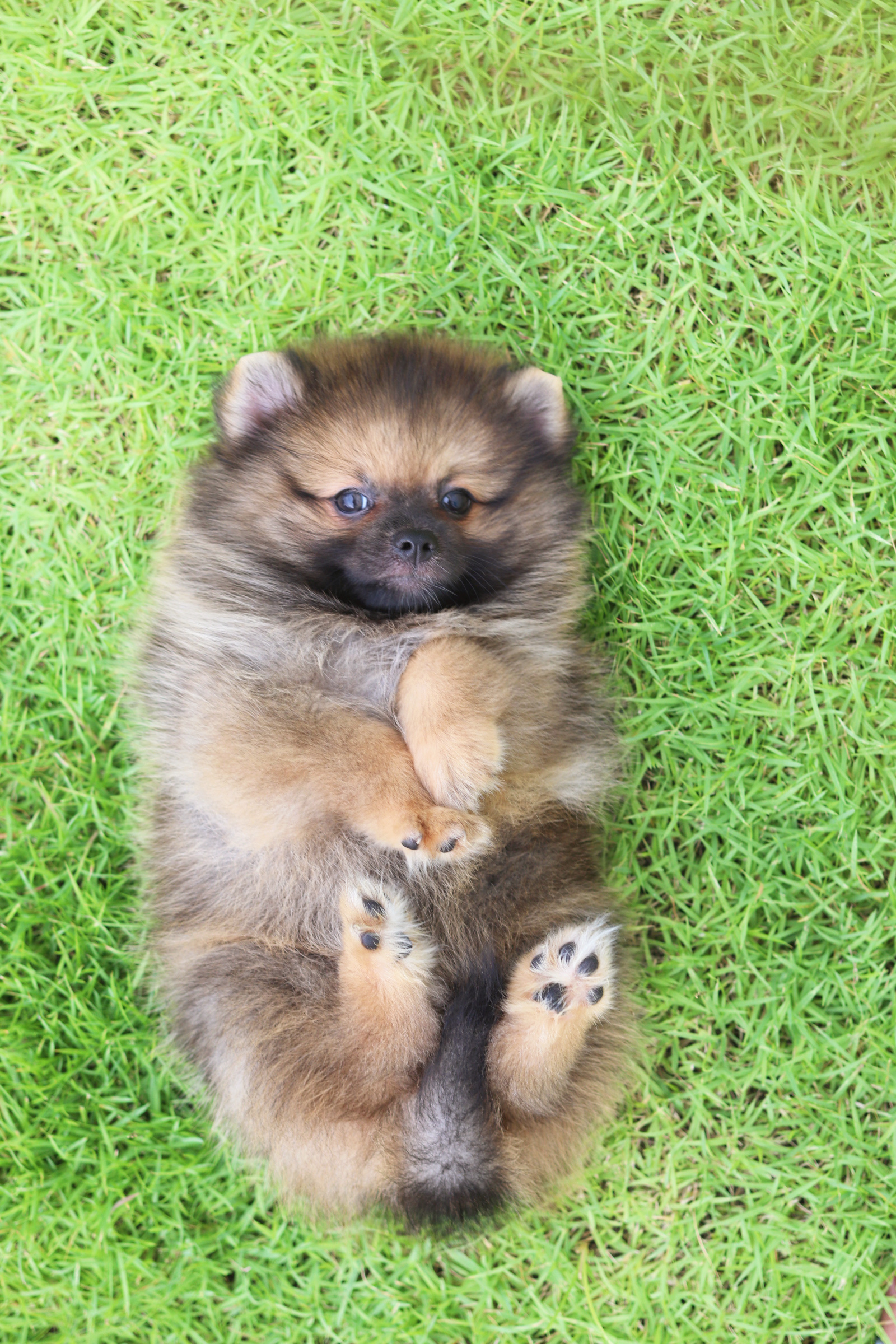 ปอมเมอเรเนียน เพศผู้ สีส้ม