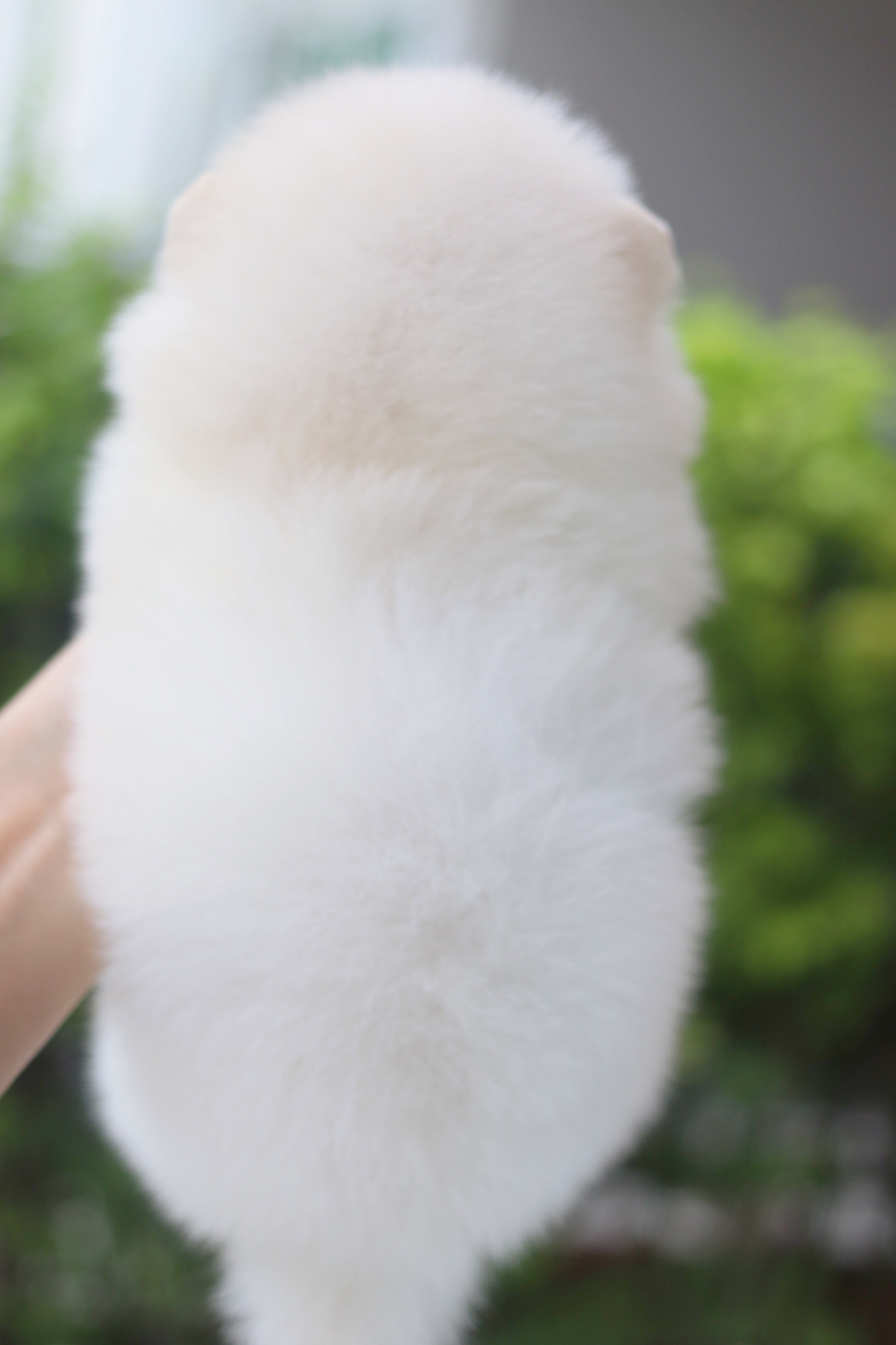 ปอมเมอเรเนียน เพศเมียสีขาวครีม