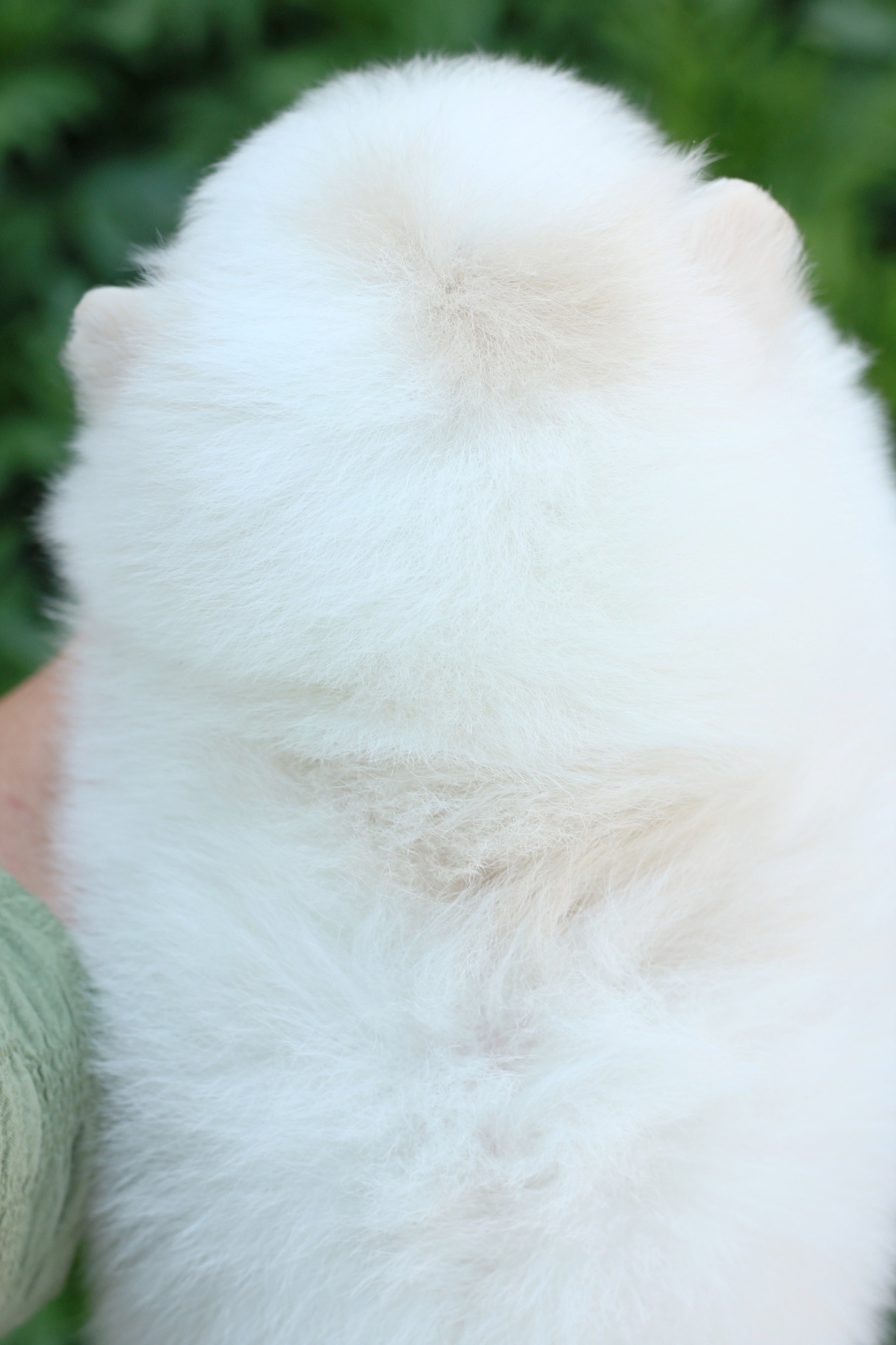 ปอมเมอเรเนียน เพศผู้ สีขาวครีม