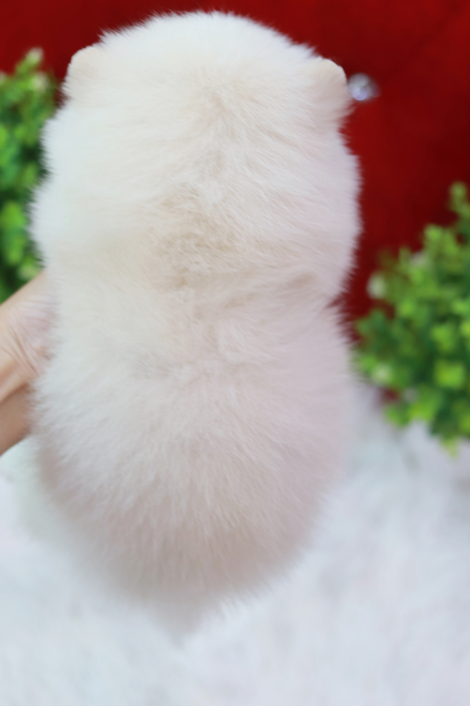 ปอมเมอเรเนียน เพศผู้ ขาวครีม หน้าตุ๊กตา