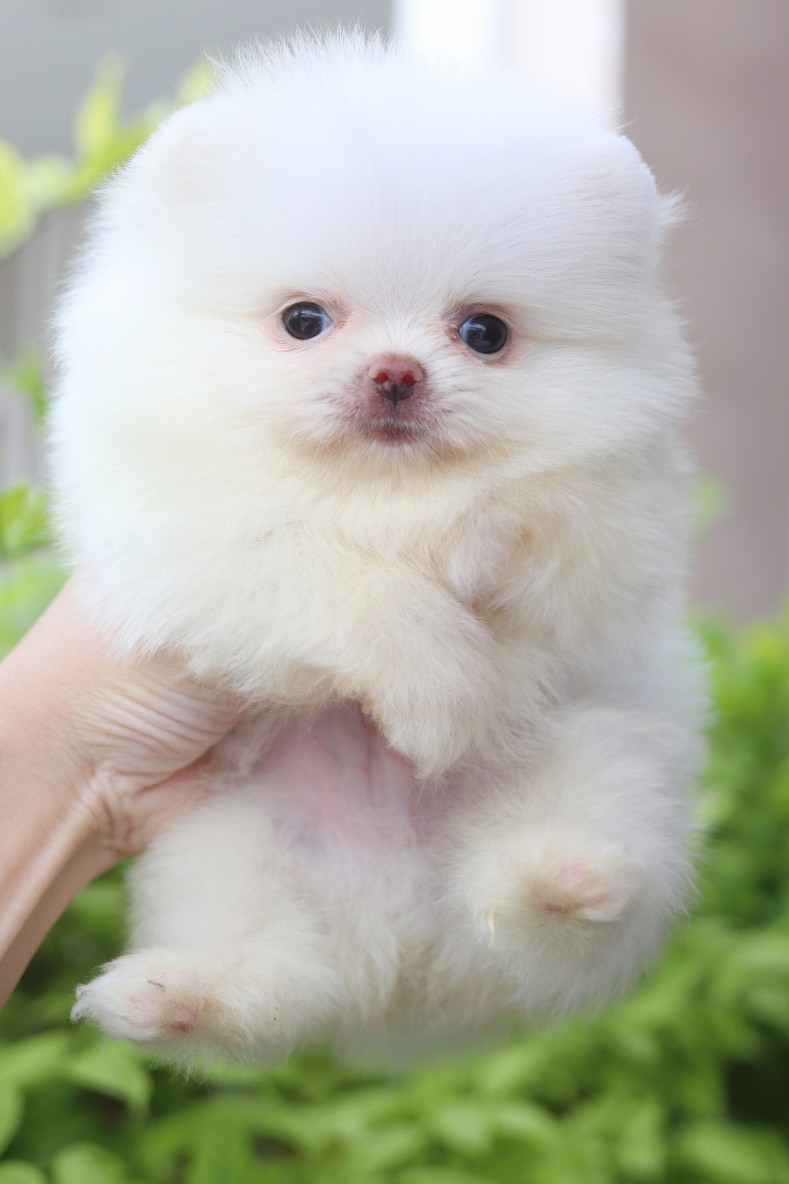 ปอมเมอเรเนียน เพศผู้สีขาวครีมเกรดโชว์