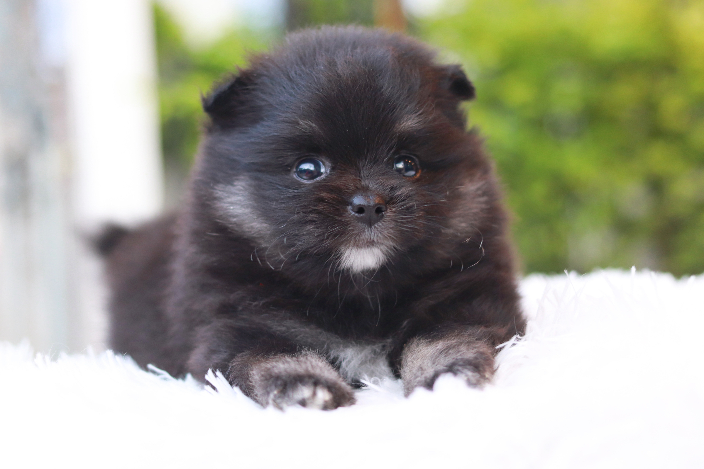 ปอมเมอเรเนียน เพศเมีย