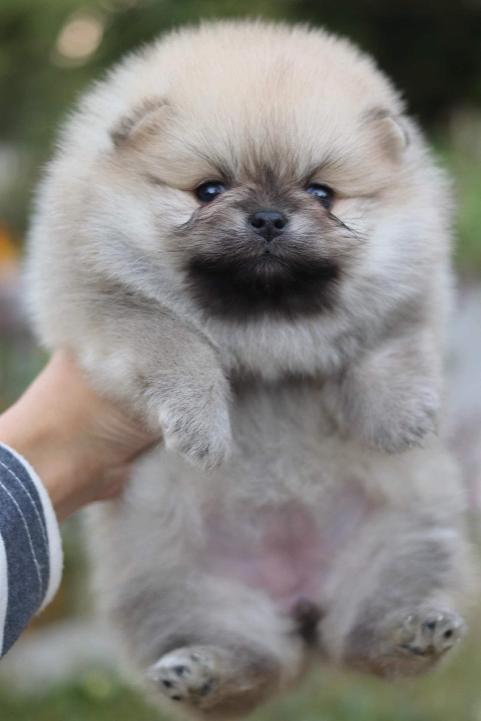 ปอมเมอเรเนียน เพศเมีย