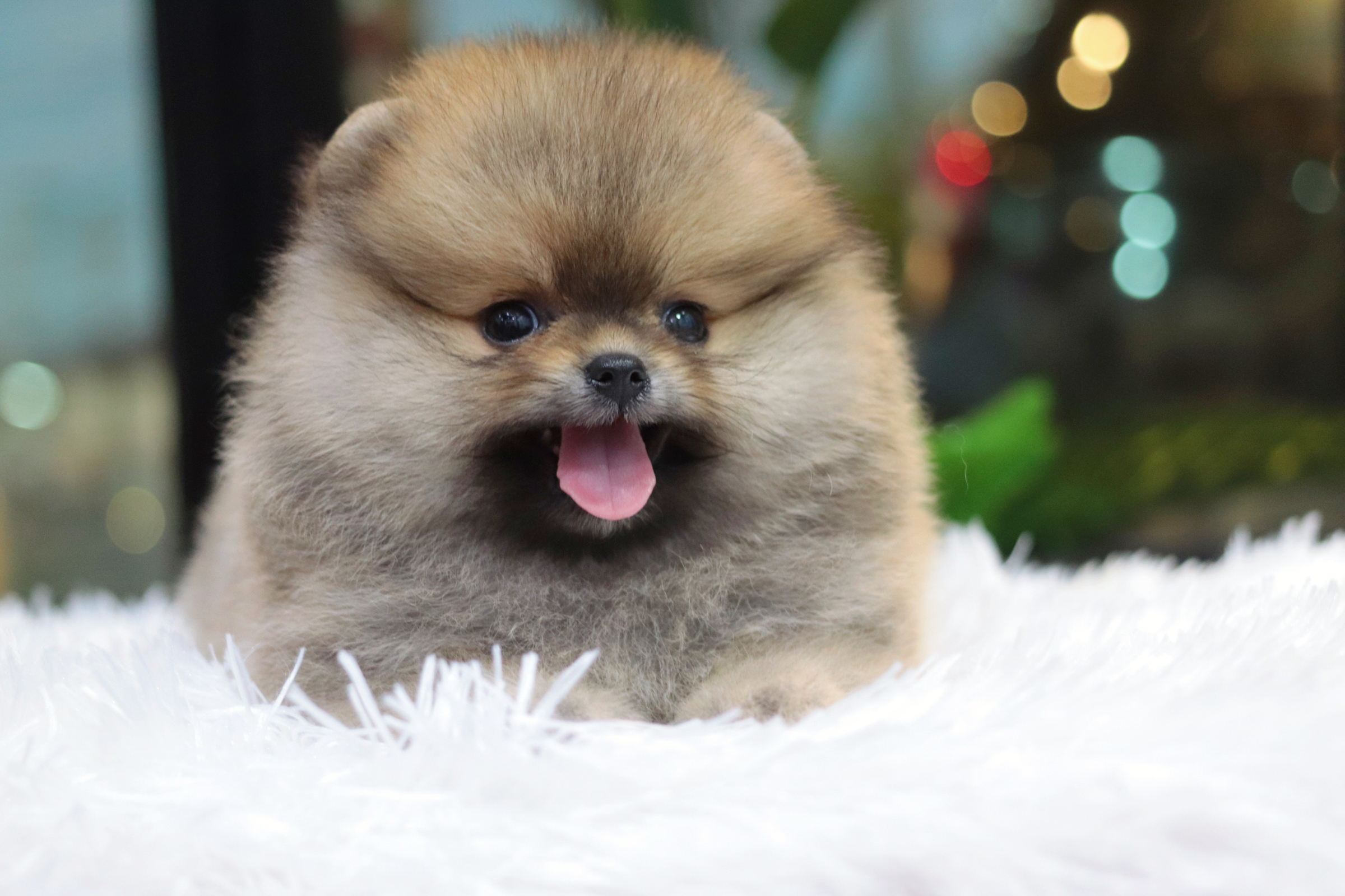 ปอมเมอเรเนียน เพศเมียสีส้ม เกรดโชว์