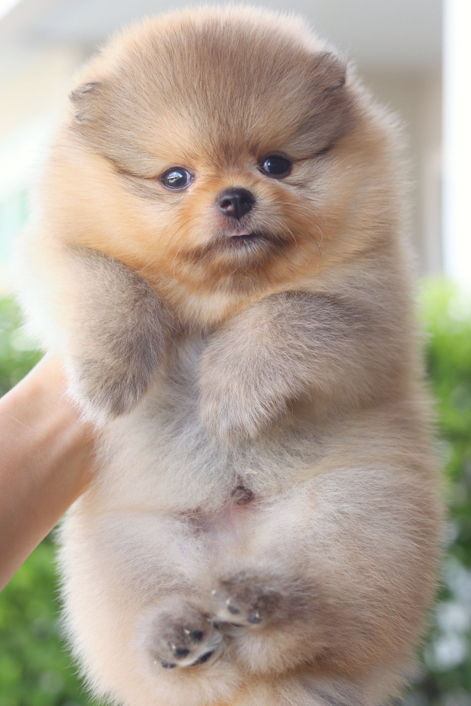 ปอมเมอเรเนียน เพศผู้สีส้ม