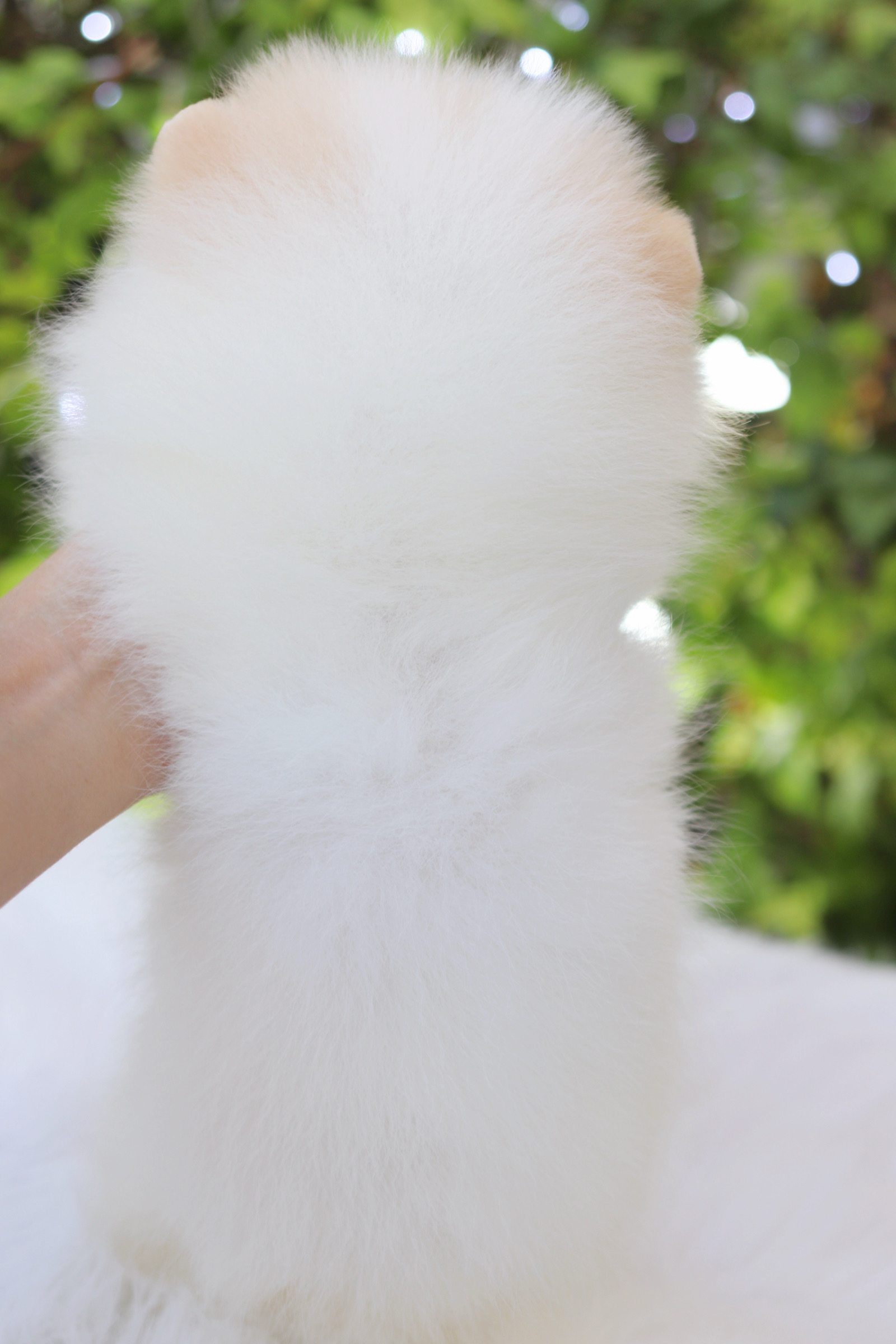 ปอมเมอเรเนียน เพศเมียสีครีม