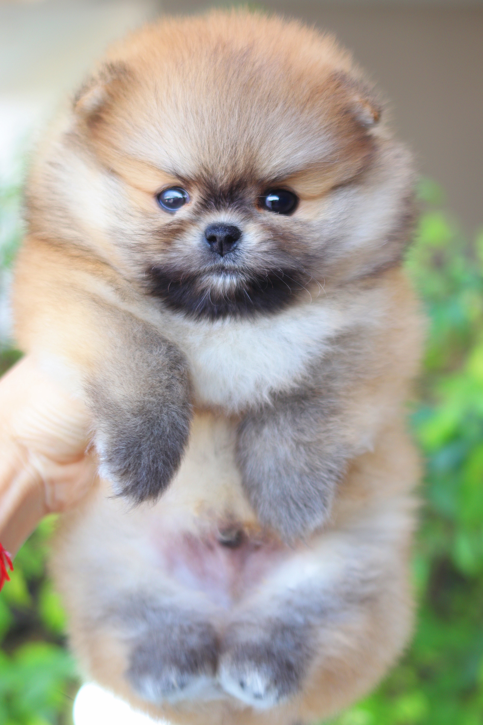 ปอมเมอเรเนียน เพศผู้สีส้ม เกรดโชว์