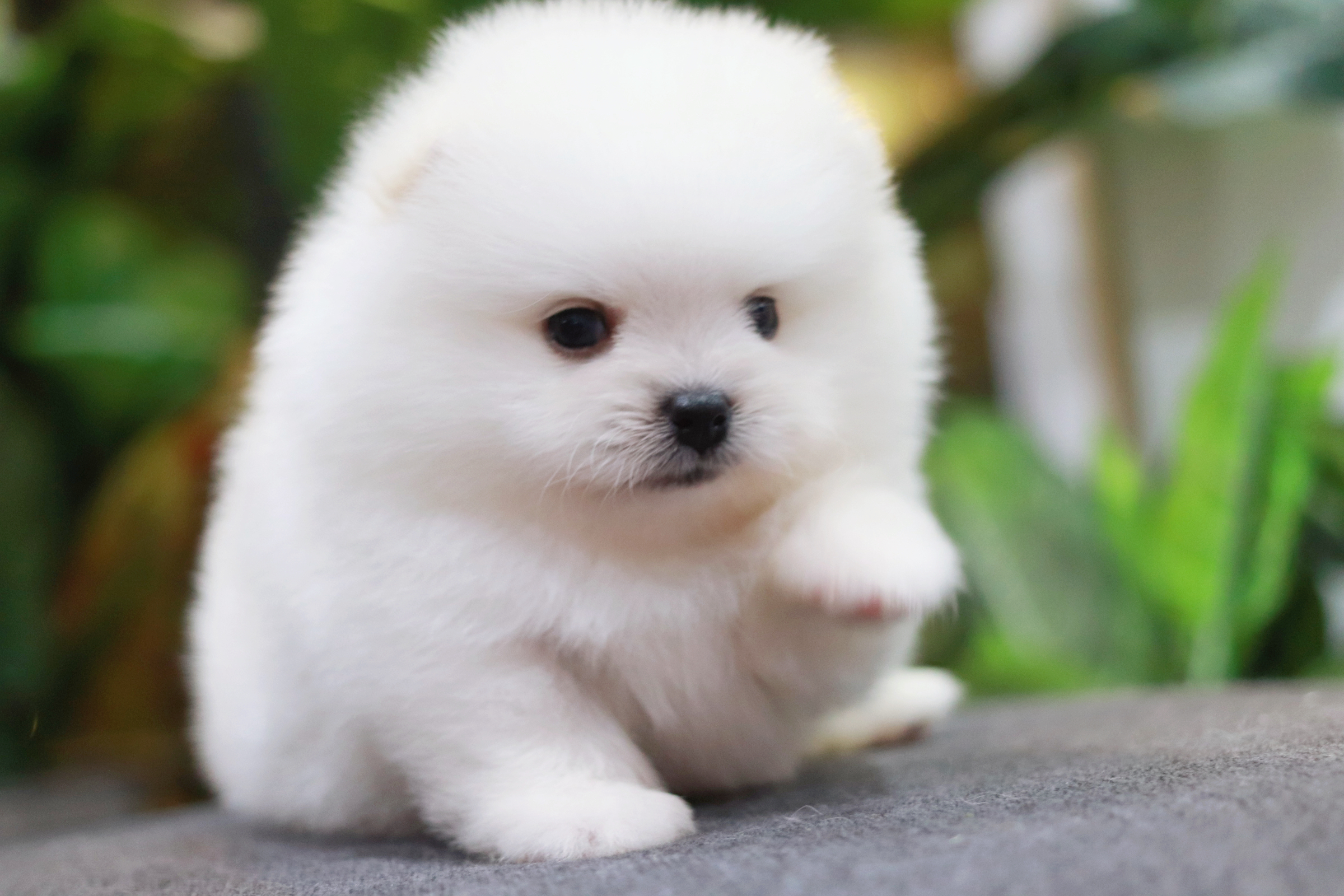 ปอมเมอเรเนียน เพศผู้