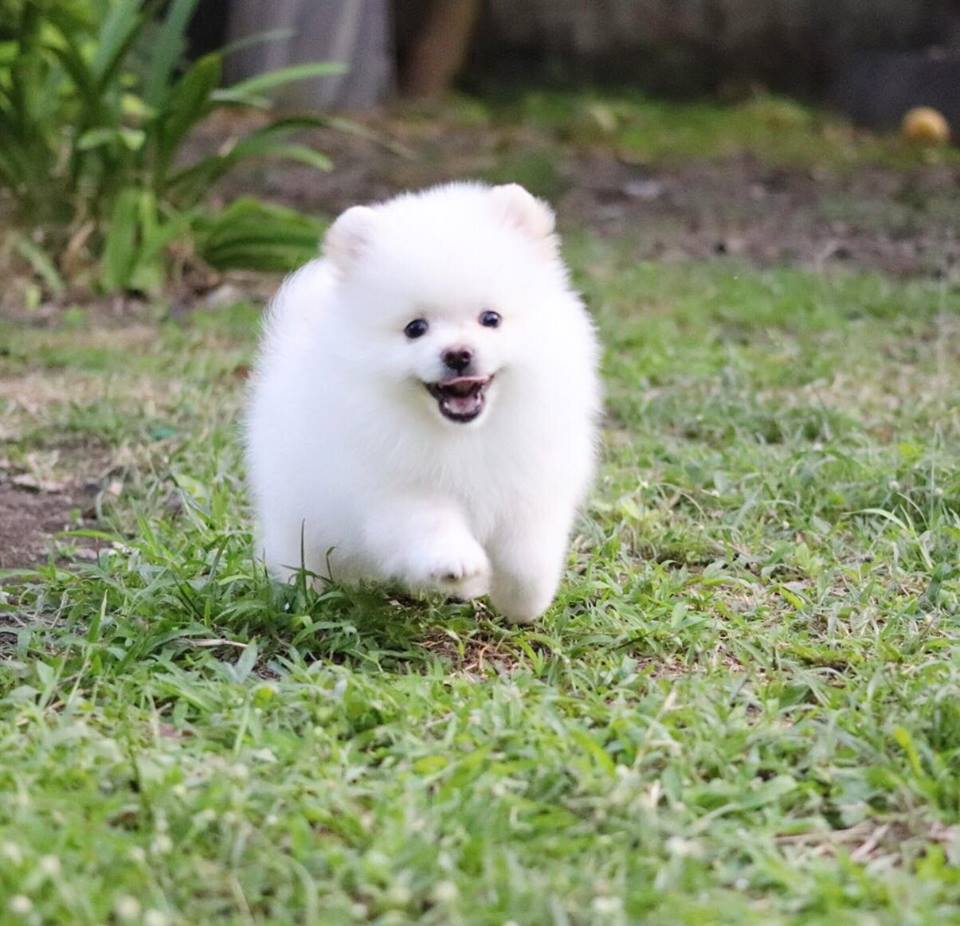 ปอมเมอเรเนียน เพศผู้
