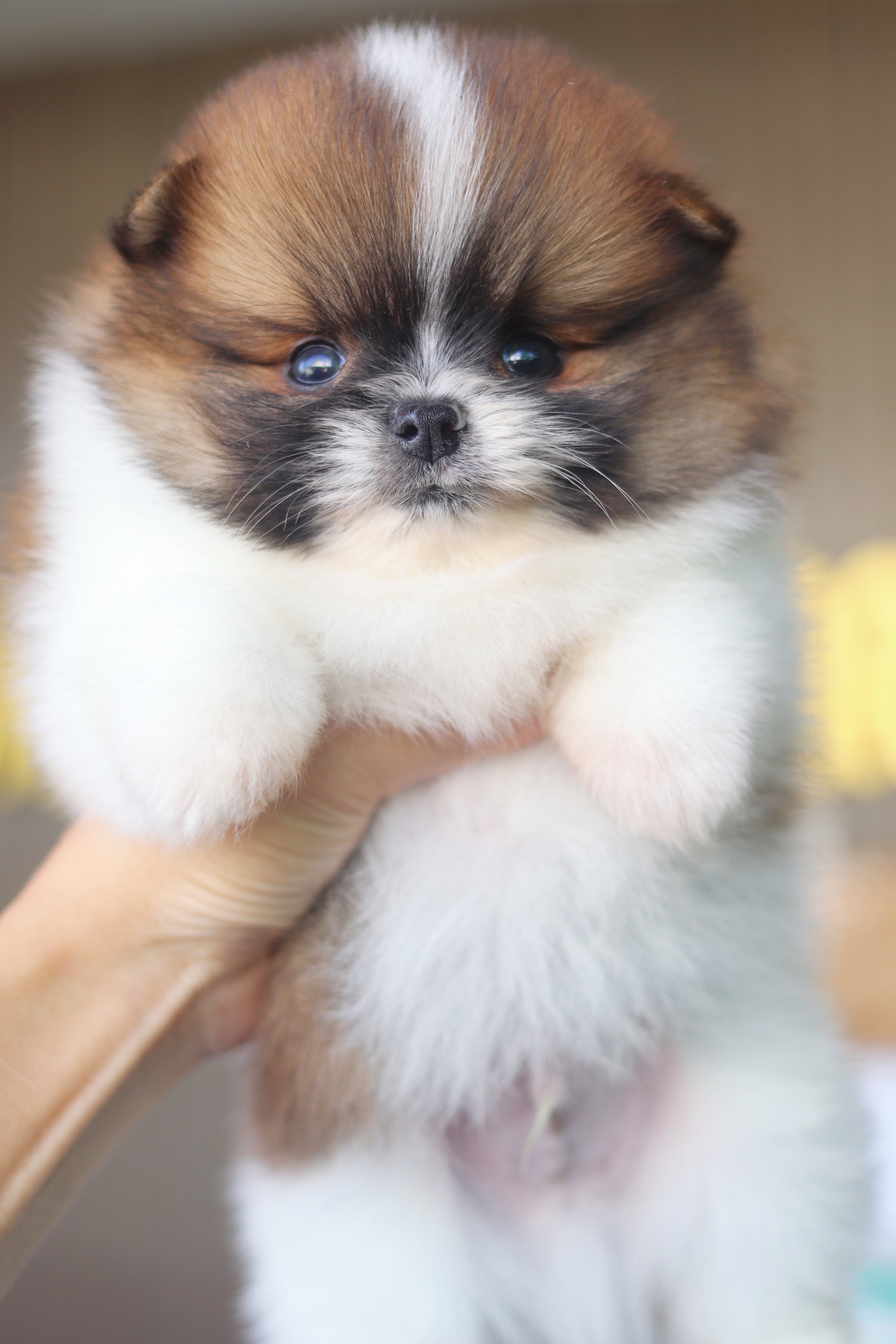 ปอมเมอเรเนียน เพศผู้ สีแฟนซี