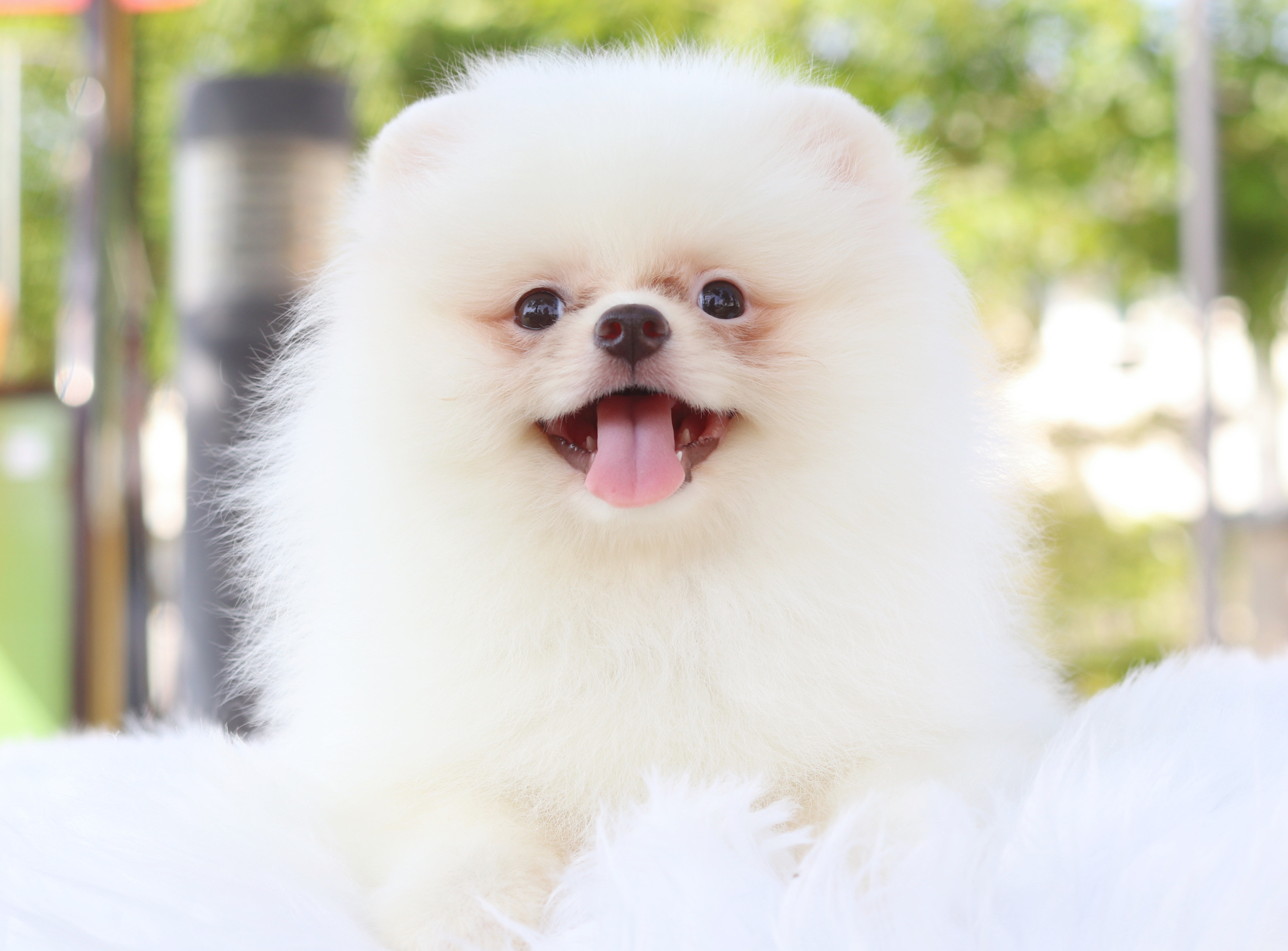 ปอมเมอเรเนียน เพศเมียสีขาวครีม