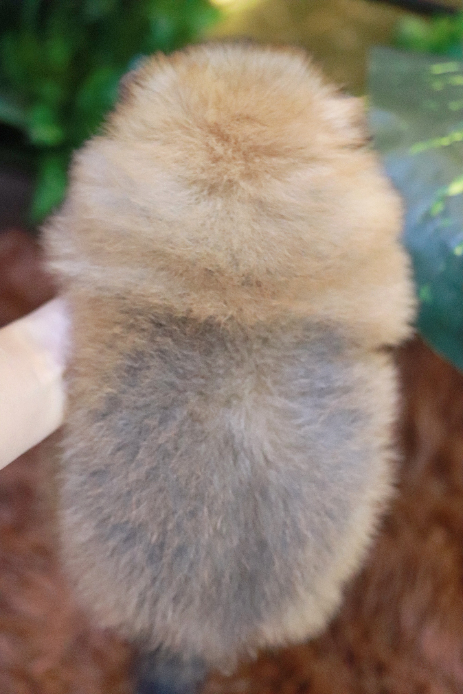 ปอมเมอเรเนียน เพศเมียสีส้ม