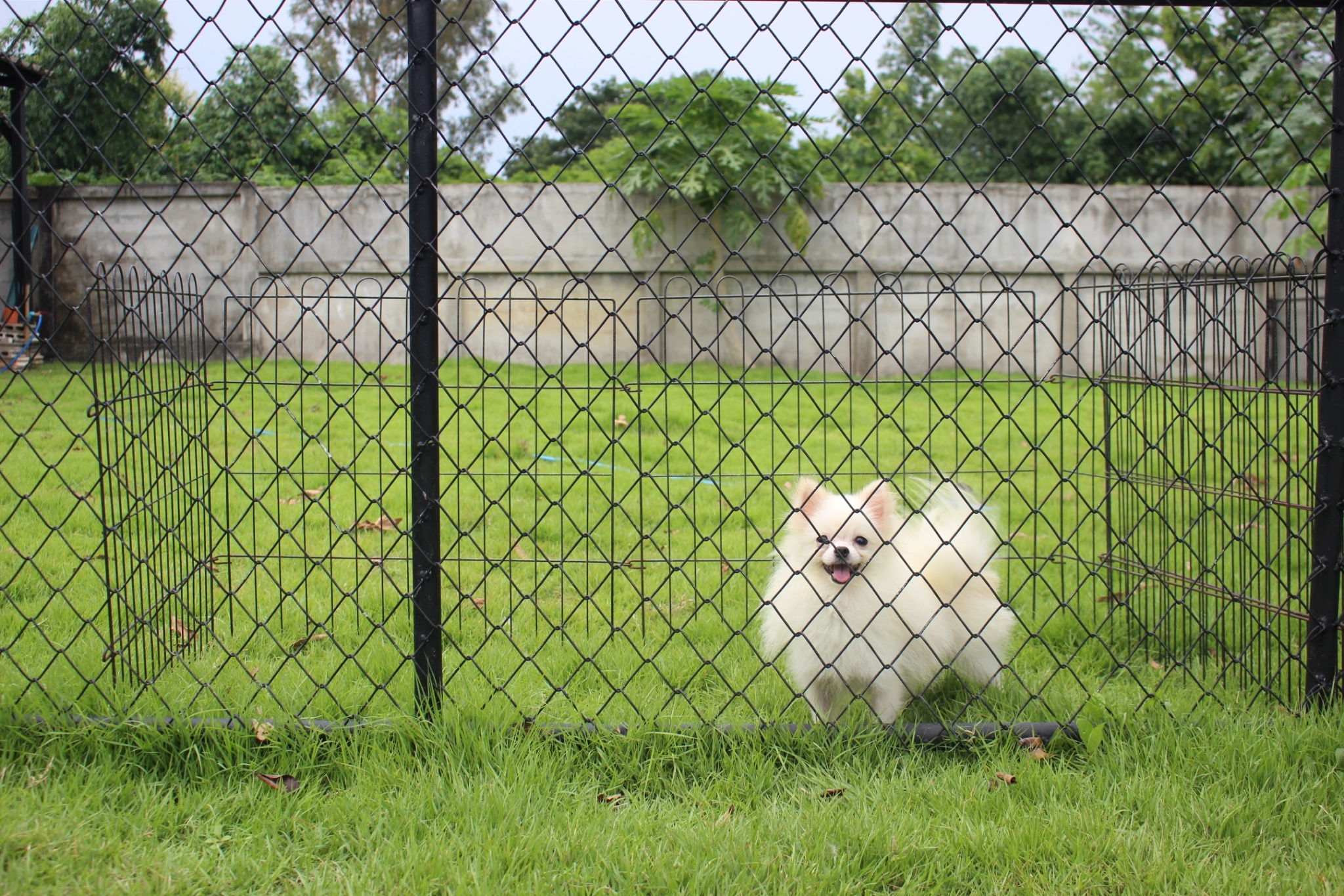 ปอมเมอเรเนียน เพศผู้สีขาวครีม8เดือน