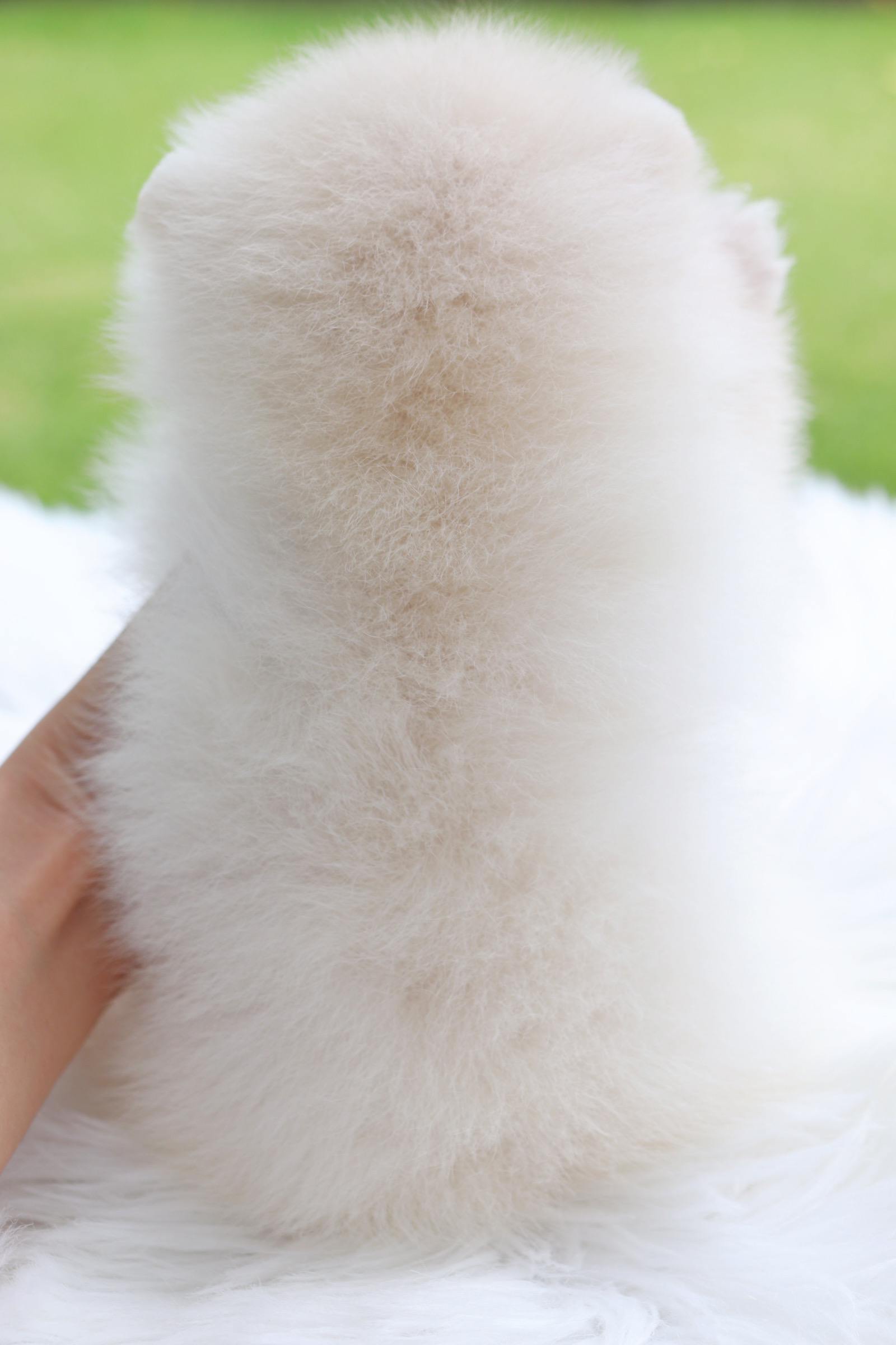 ปอมเมอเรเนียน เพศผู้สีขาวครีม เกรดโชว์