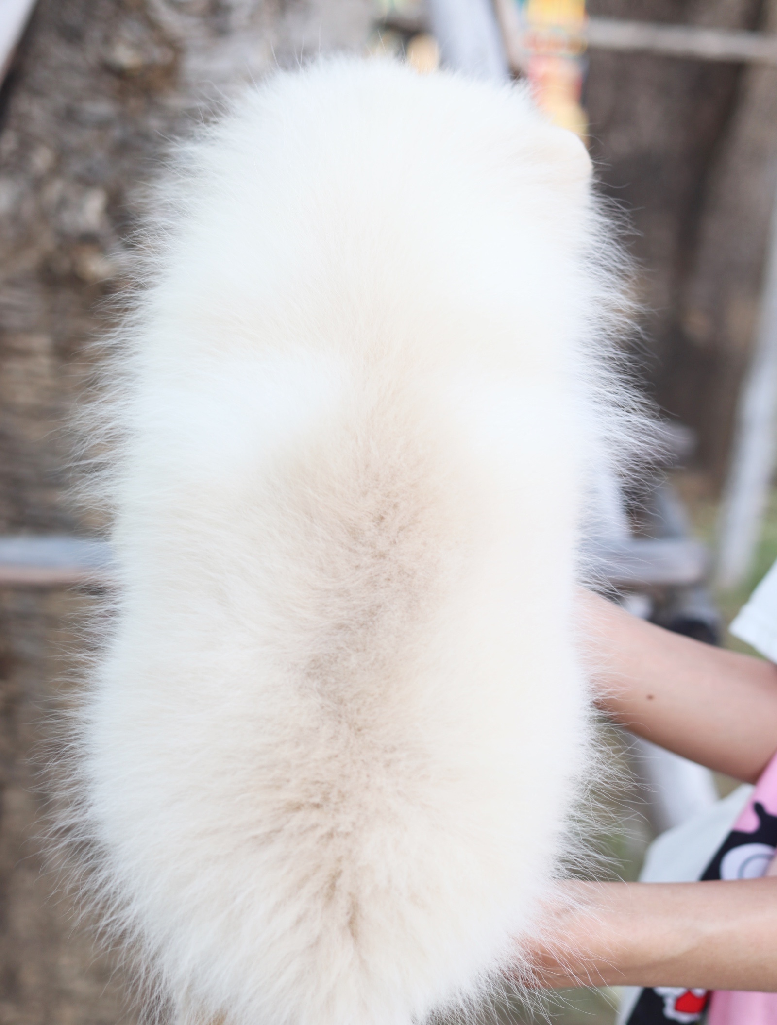 ปอมเมอเรเนียน เพศเมียสีครีม สามเดือน