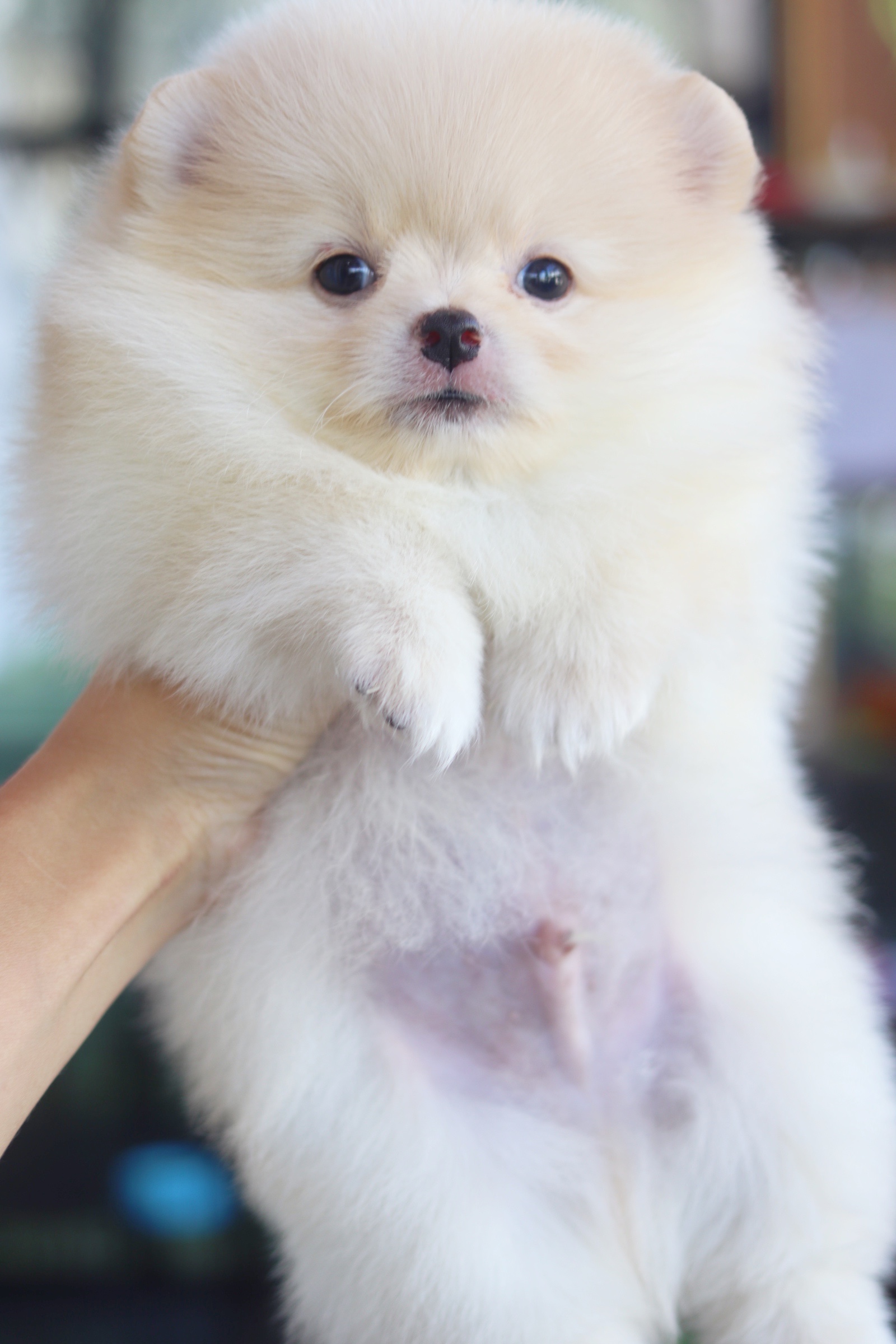 ปอมเมอเรเนียน เพศผู้ขาวครีม