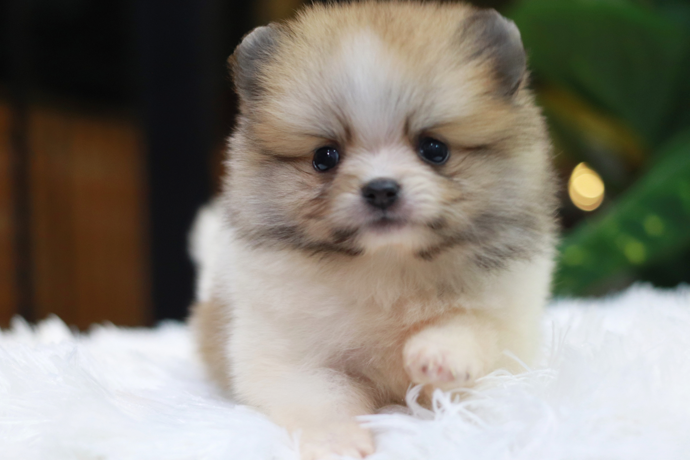 ปอมเมอเรเนียน เพศเมีย