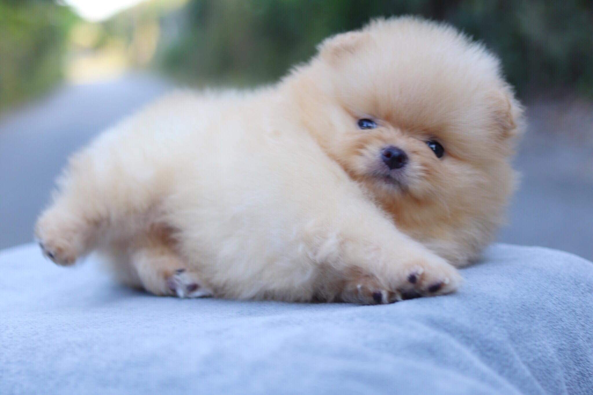 ปอมเมอเรเนียน เพศผู้