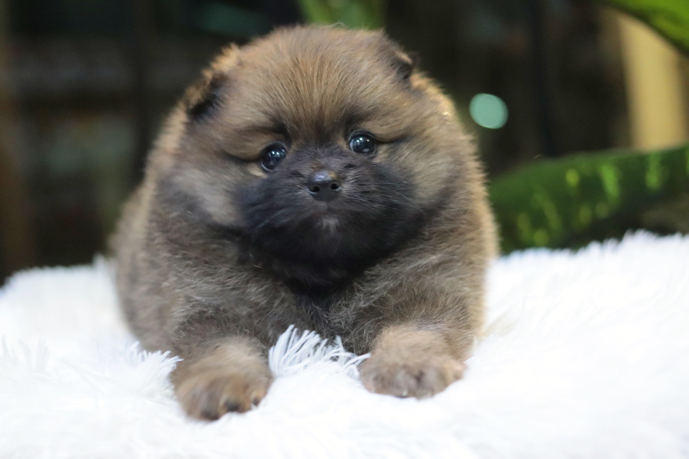 ปอมเมอเรเนียน เพศผู้ สีส้ม