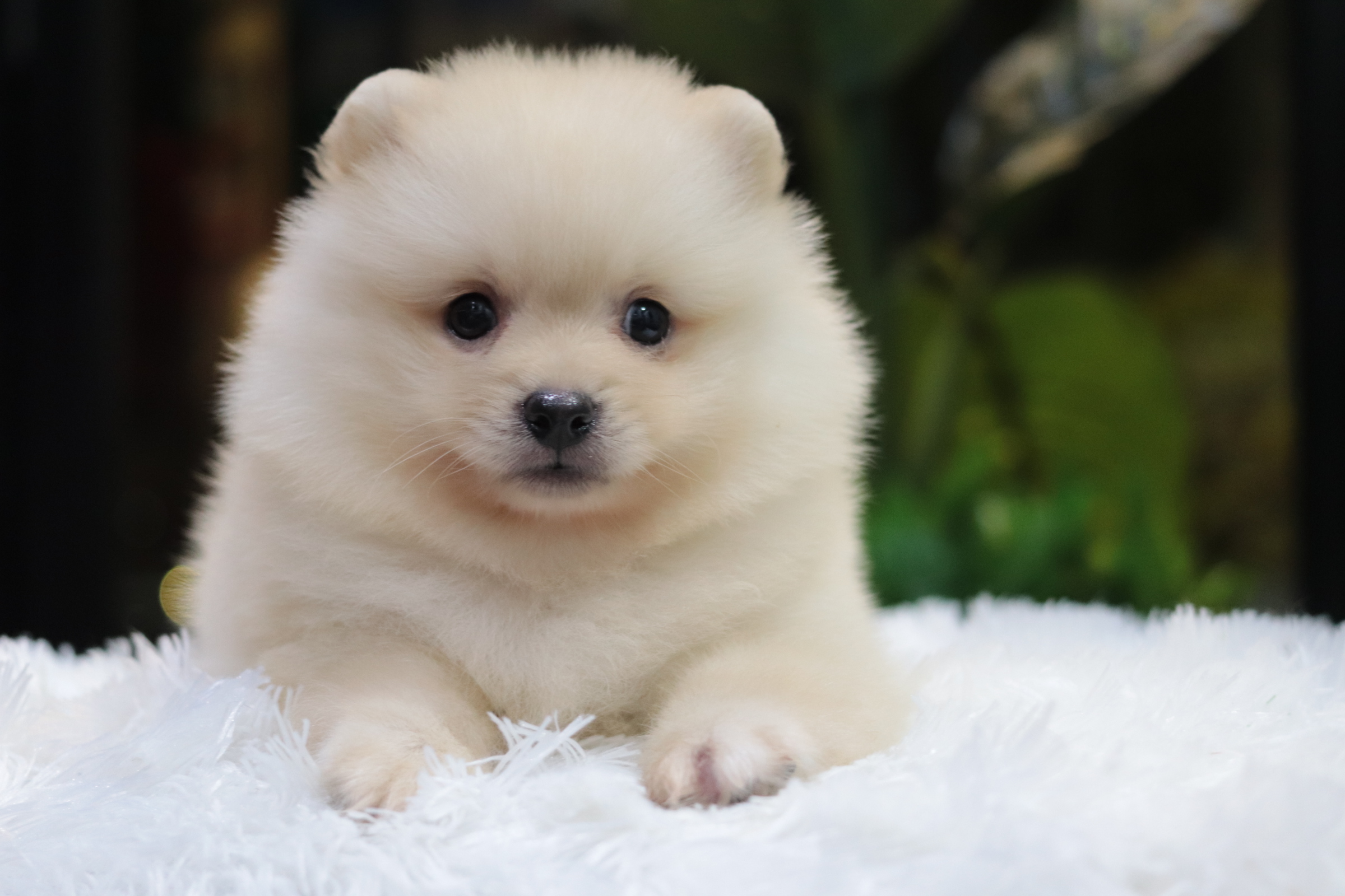 ปอมเมอเรเนียน เพศผู้ขาวครีม