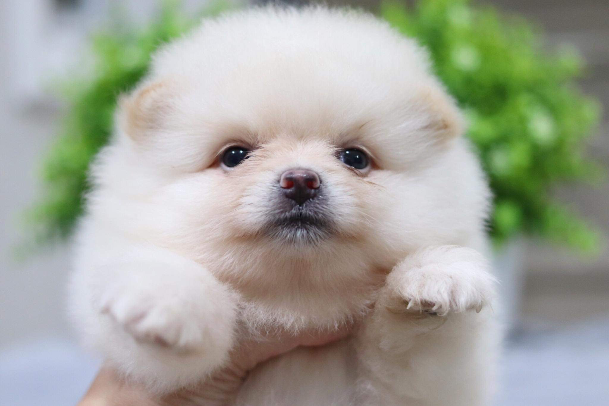 ปอมเมอเรเนียน เพศเมีย