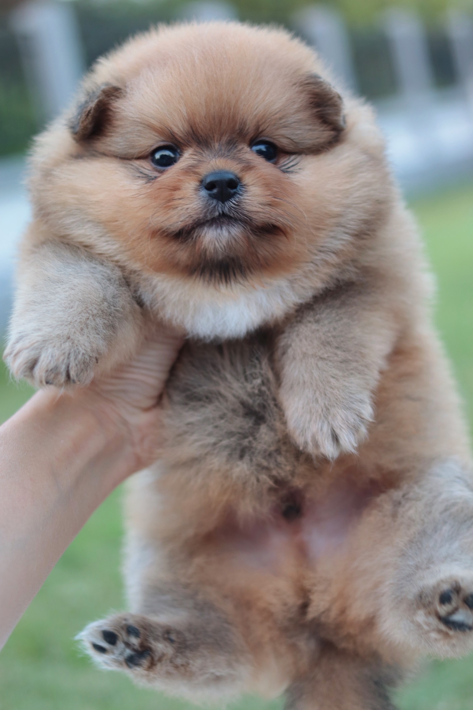 ปอมเมอเรเนียน เพศผู้ สีส้ม