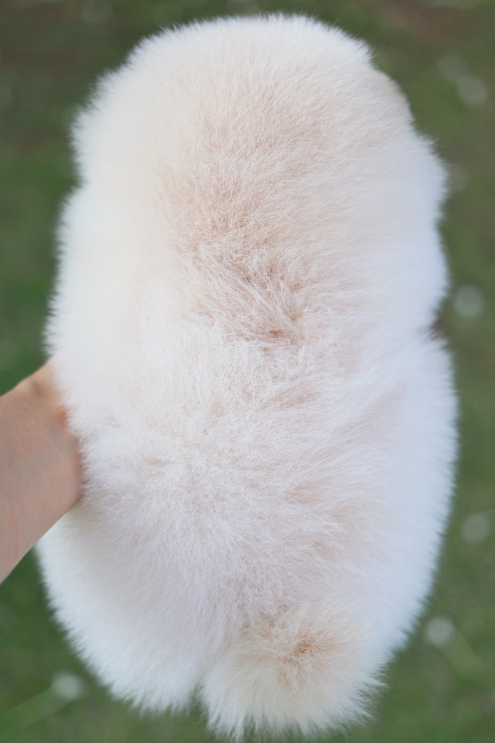 ปอมเมอเรเนียน เพศเมียสีครีม