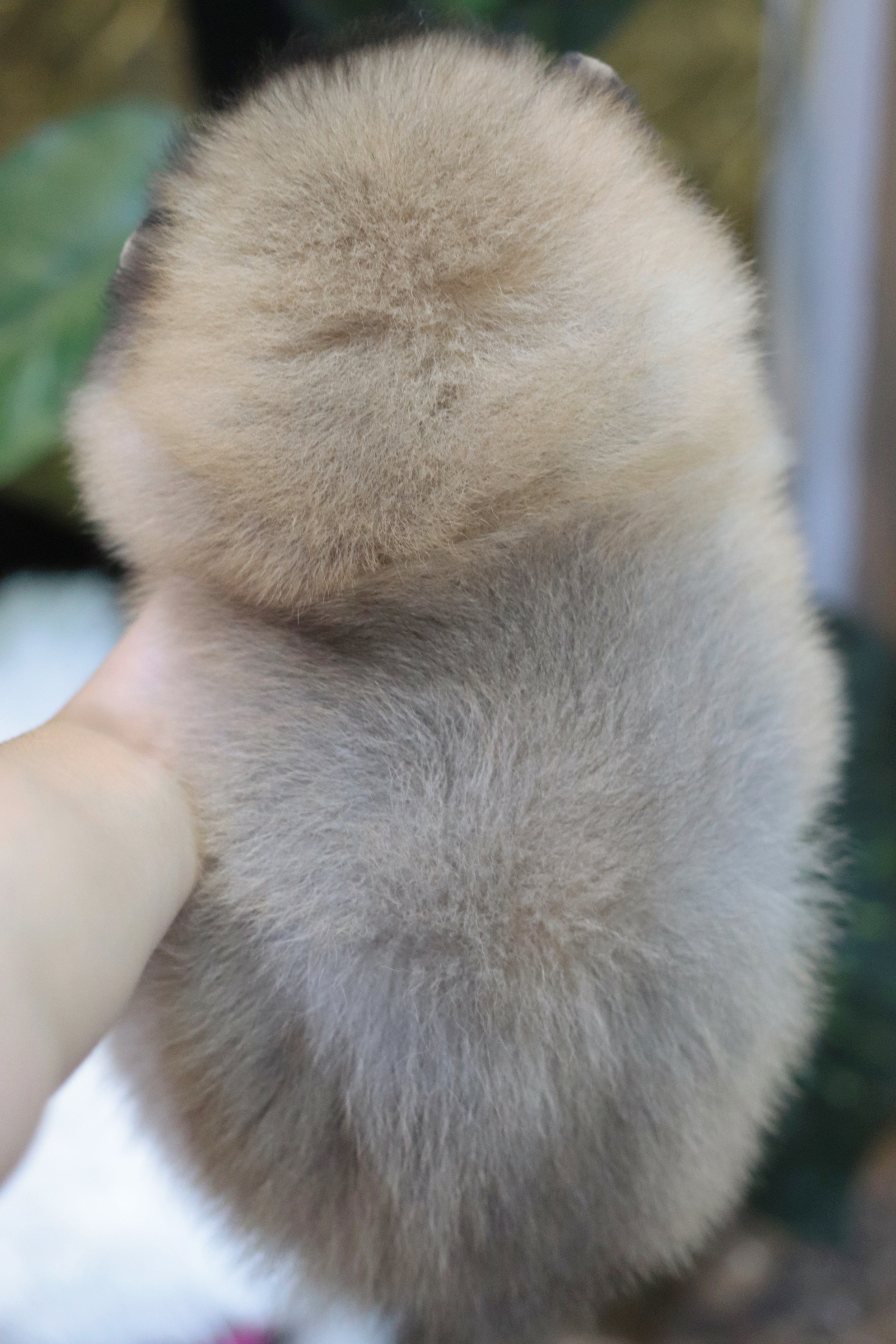 ปอมเมอเรเนียน เพศผู้ สีส้ม