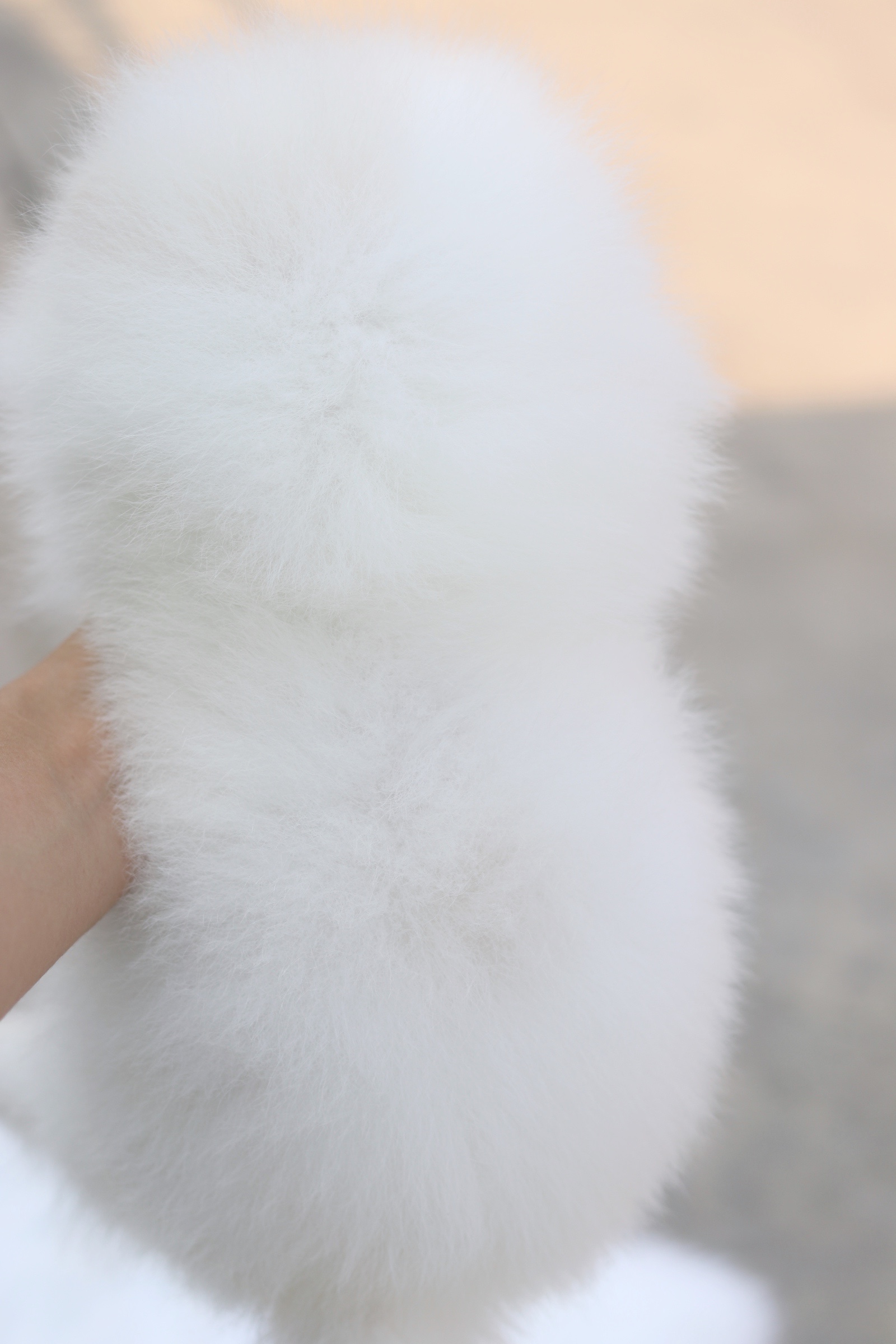 ปอมเมอเรเนียน เพศเมีย สีขาวครีม