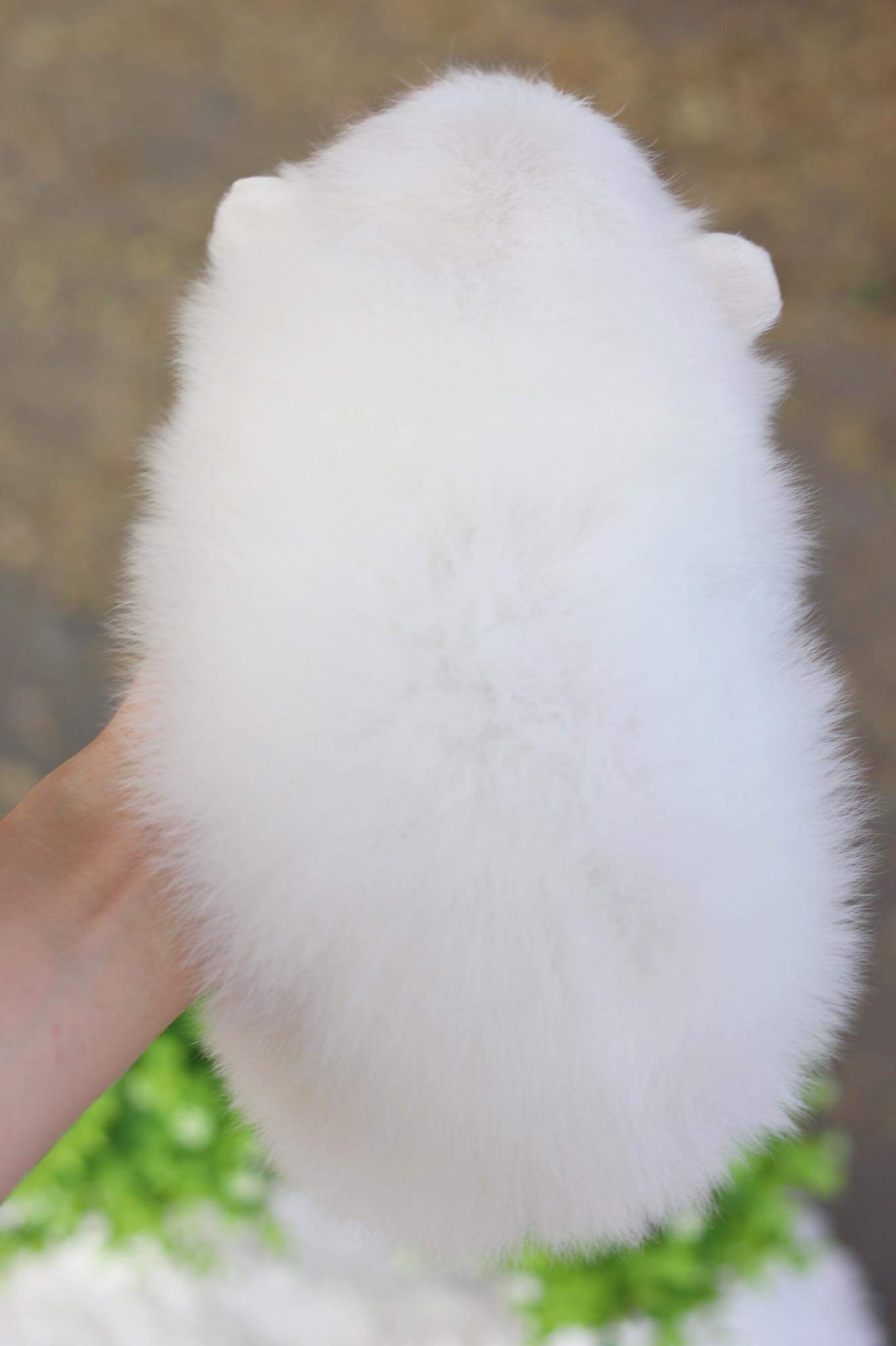 ปอมเมอเรเนียน เพศผู้