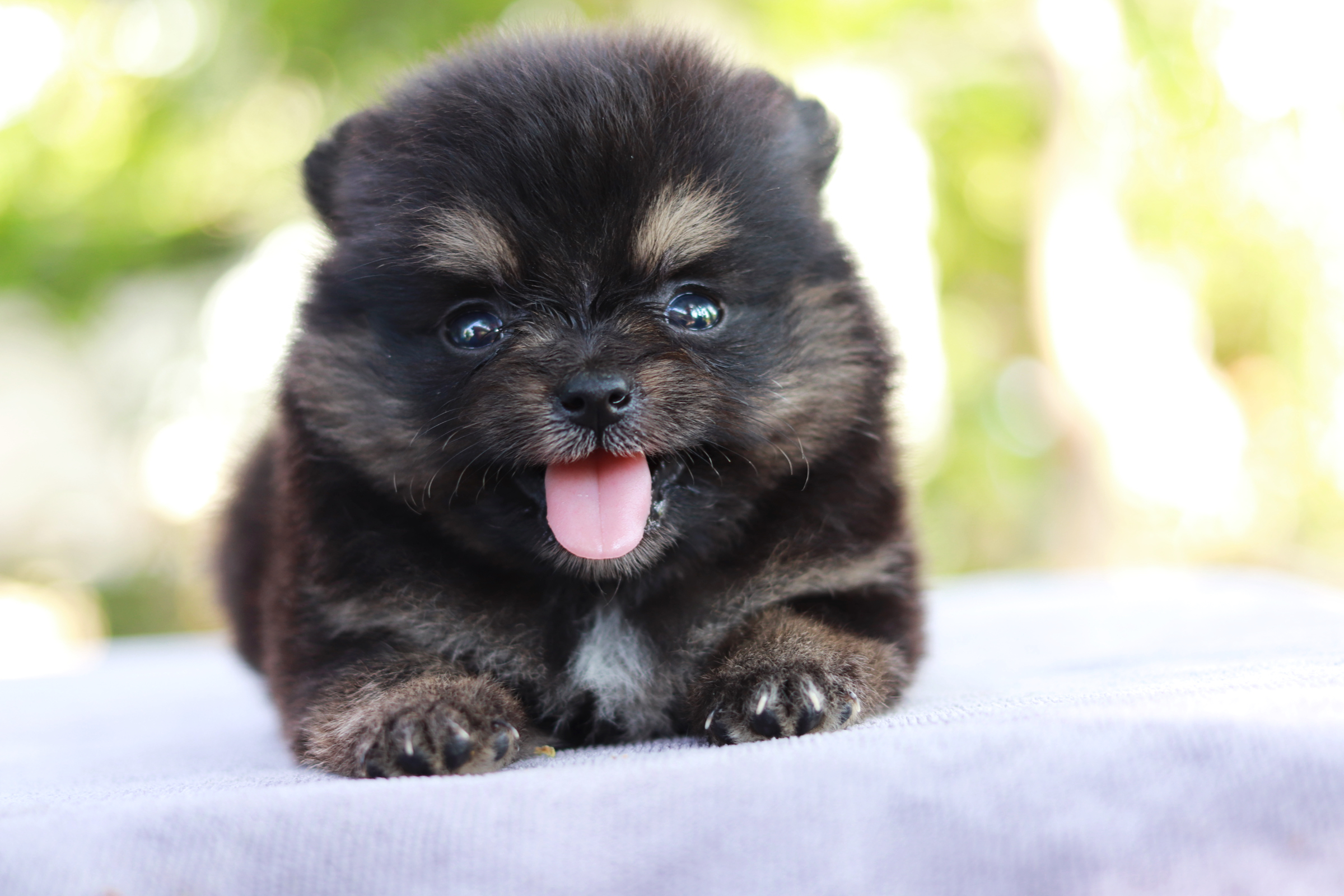 ปอมเมอเรเนียน เพศเมีย แบล็คแทน