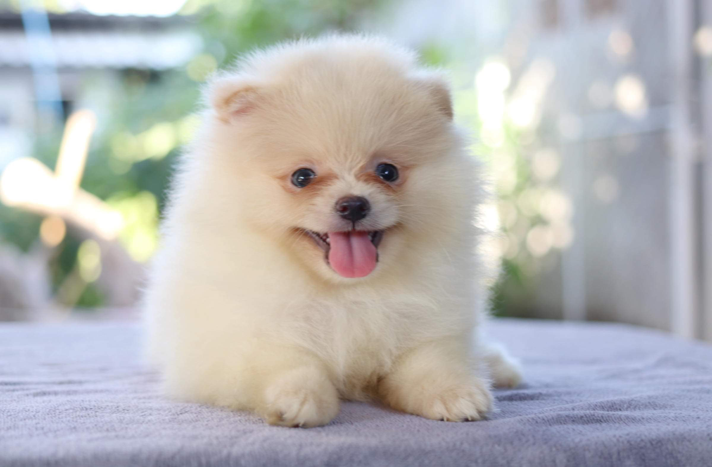 ปอมเมอเรเนียน เพศผู้