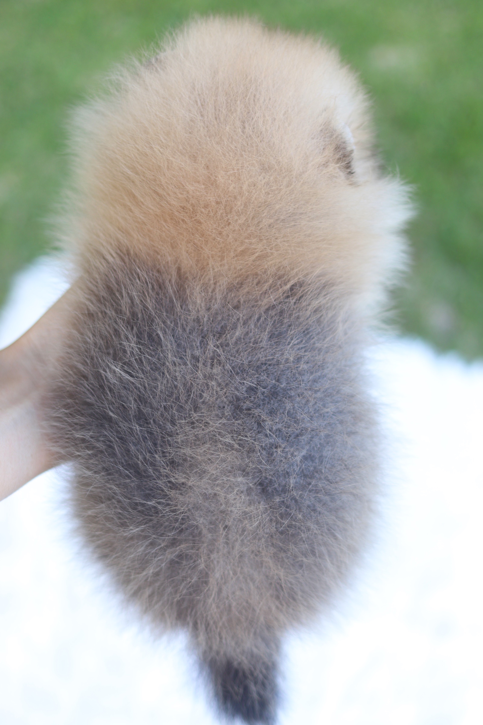 ปอมเมอเรเนียน เพศผู้ สีส้มเกรดโชว์