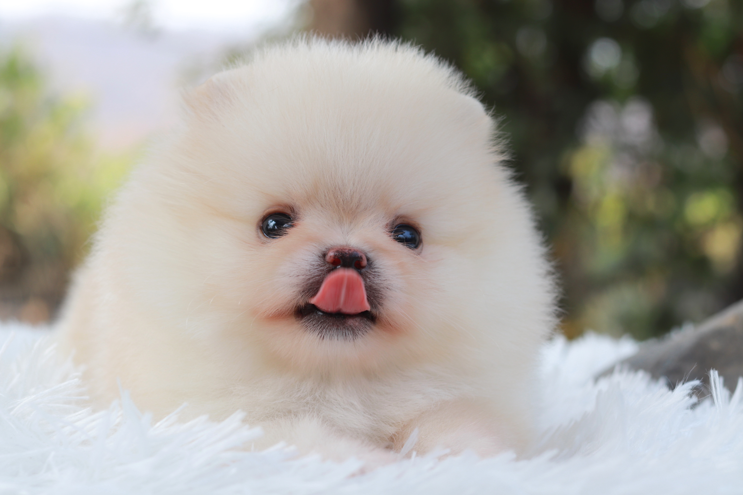 ปอมเมอเรเนียน เพศผู้ สีขาวครีม