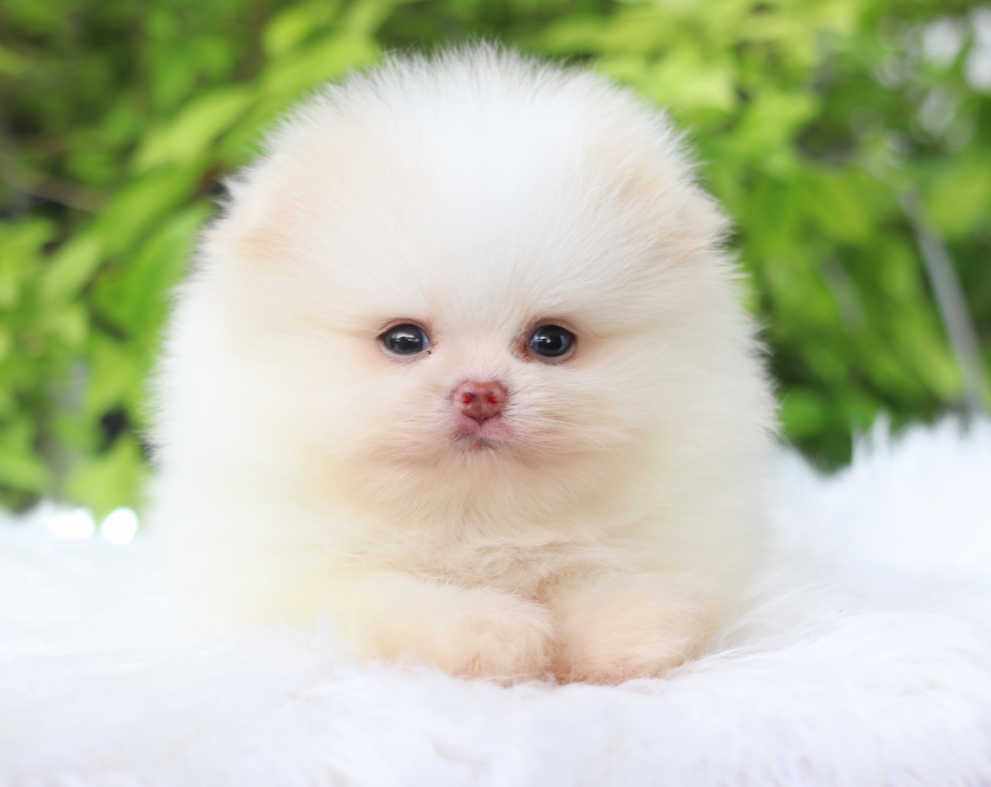 ปอมเมอเรเนียน เพศเมียสีขาวครีมเกรดโชว์