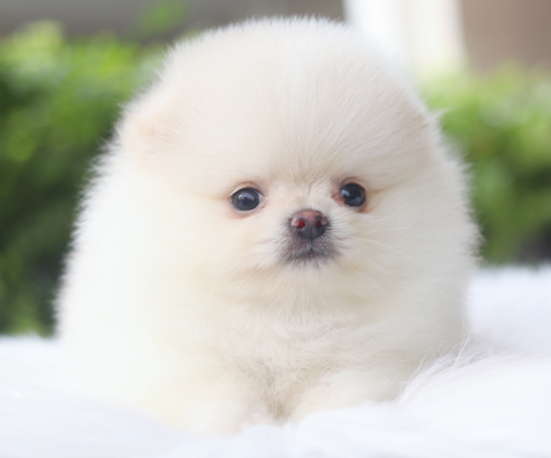 ปอมเมอเรเนียน เพศเมียสีขาวครีมเกรดโชว์