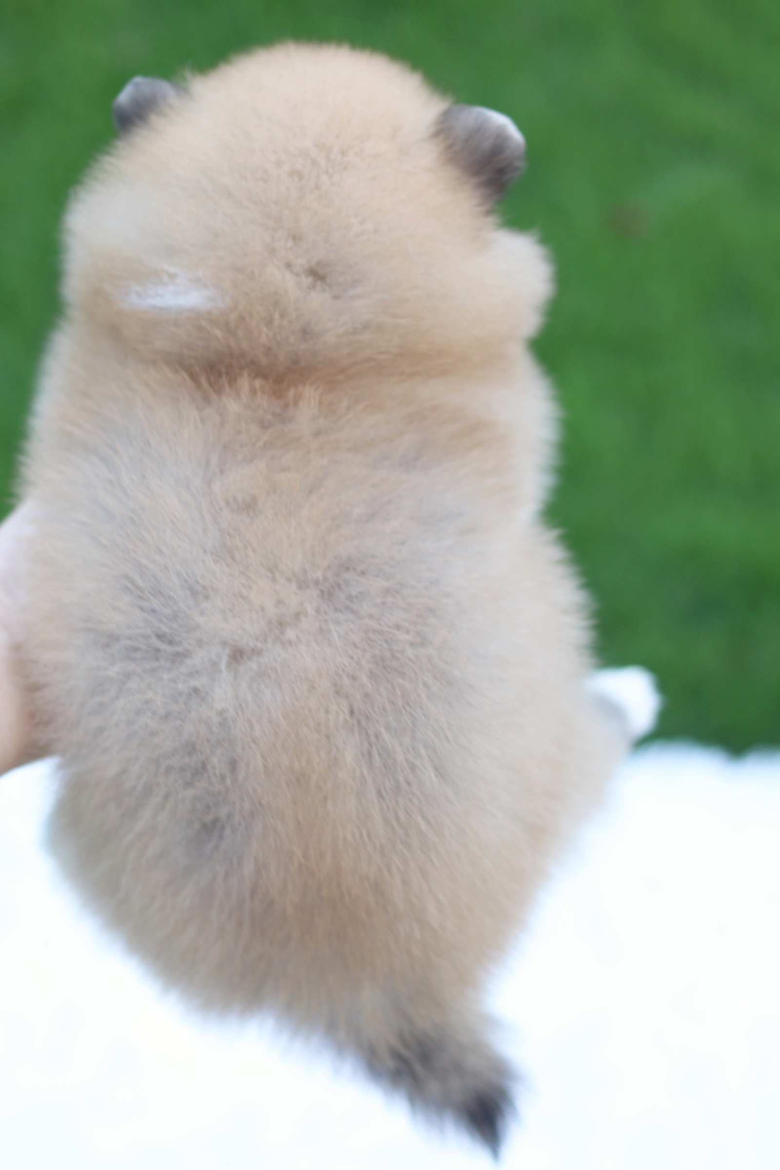 ปอมเมอเรเนียน เพศเมียสีส้ม