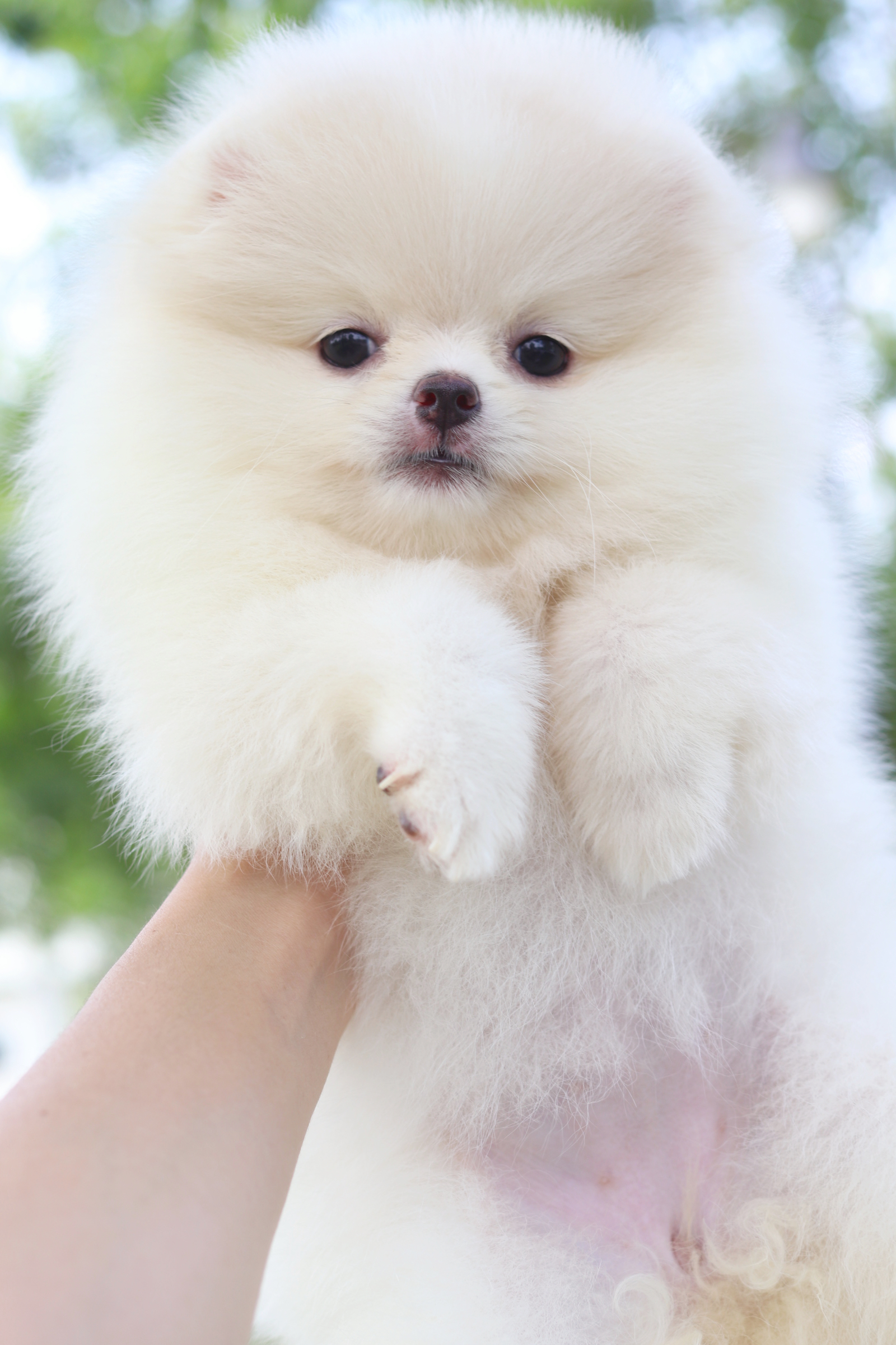 ปอมเมอเรเนียน เพศเมียสีขาวครีม