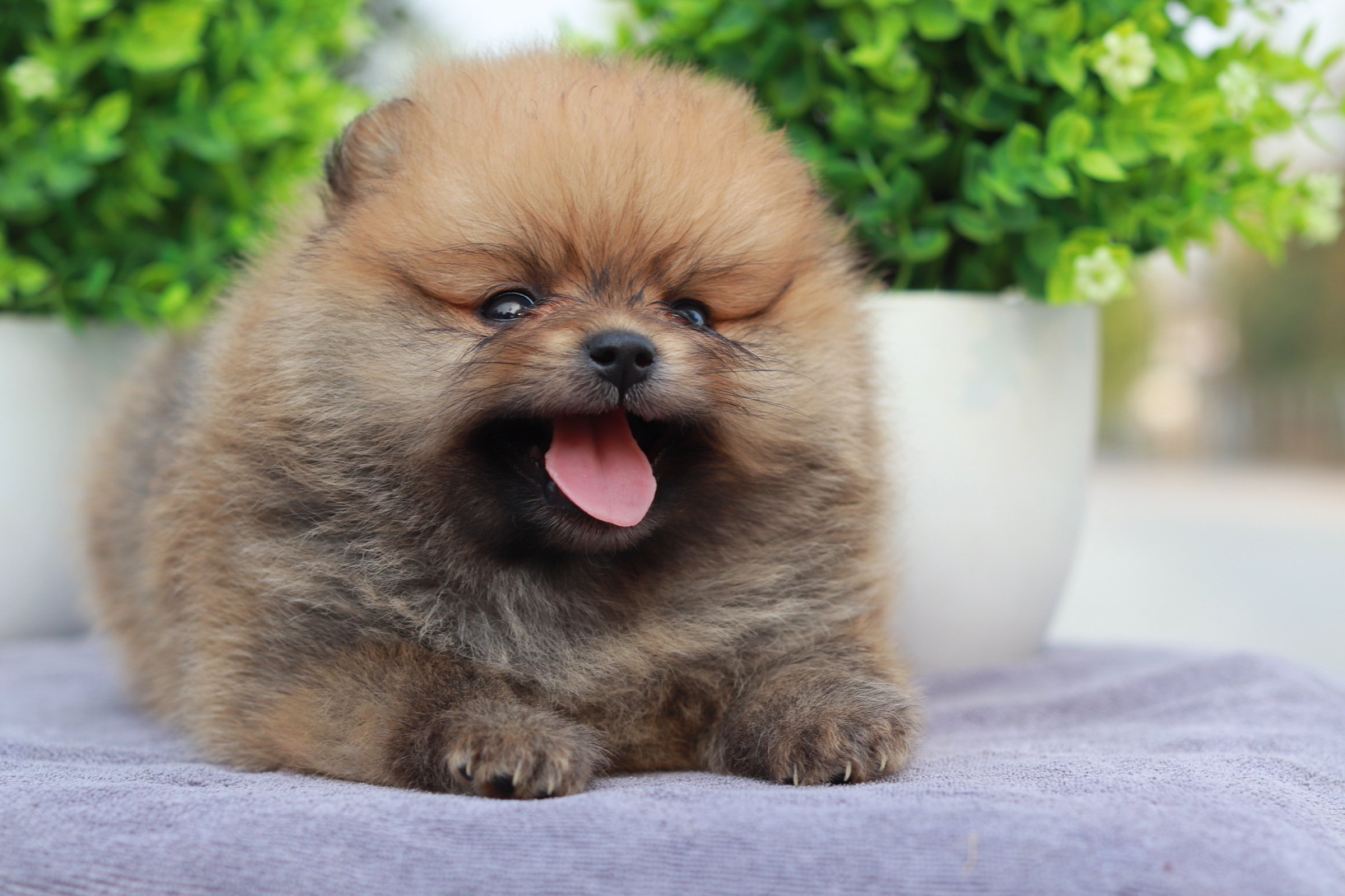 ปอมเมอเรเนียน เพศผู้สีส้ม