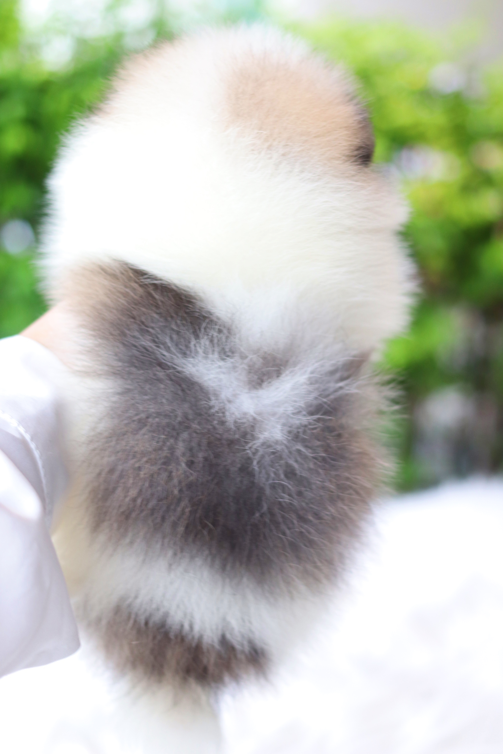 ปอมเมอเรเนียน เพศเมียสีแฟนซี